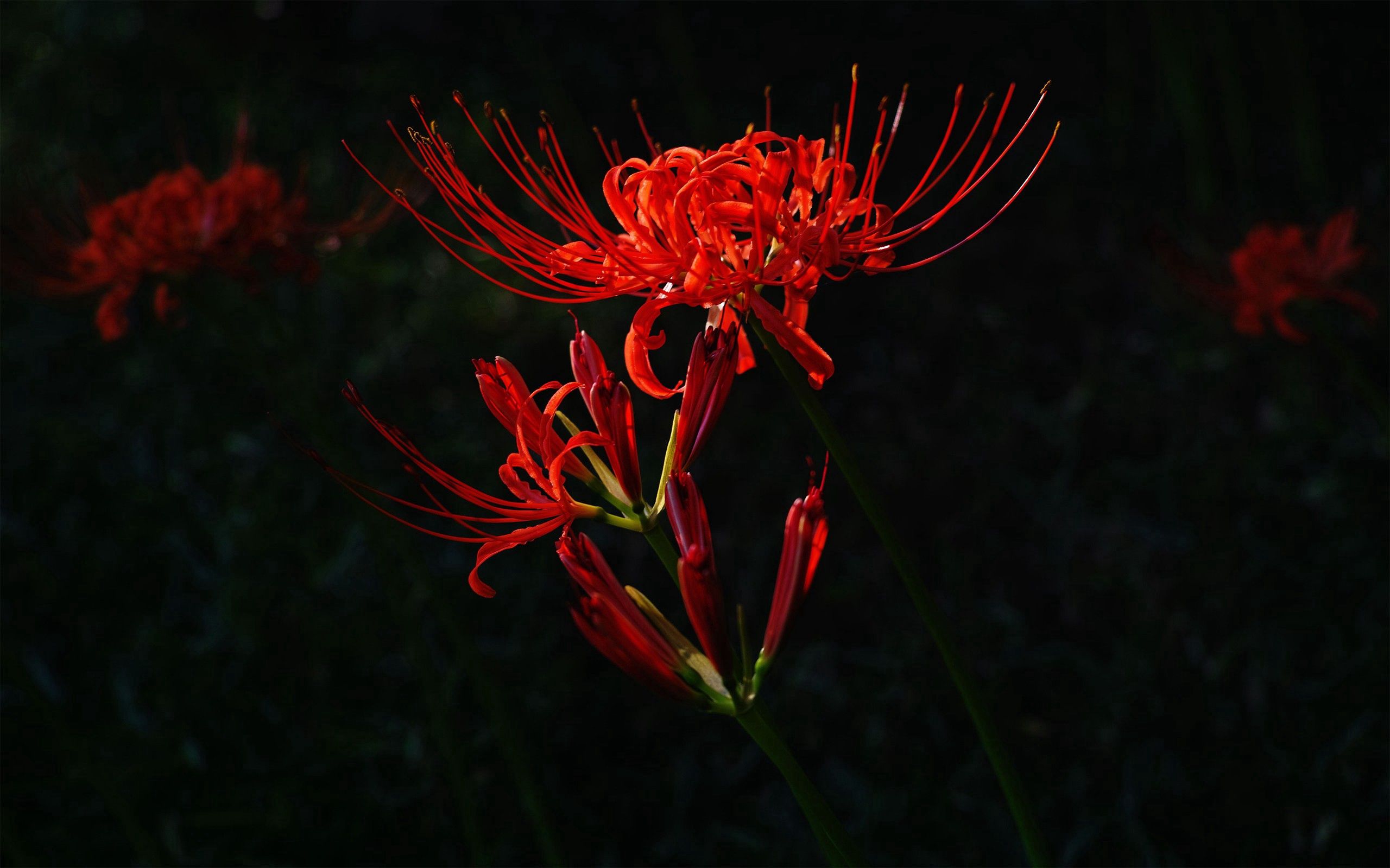 plant, flower, dark, red HD wallpaper
