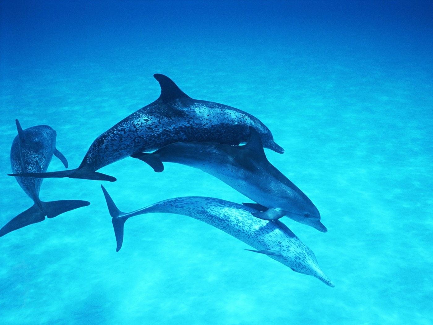 Скачать картинку Животные, Дельфины в телефон бесплатно.