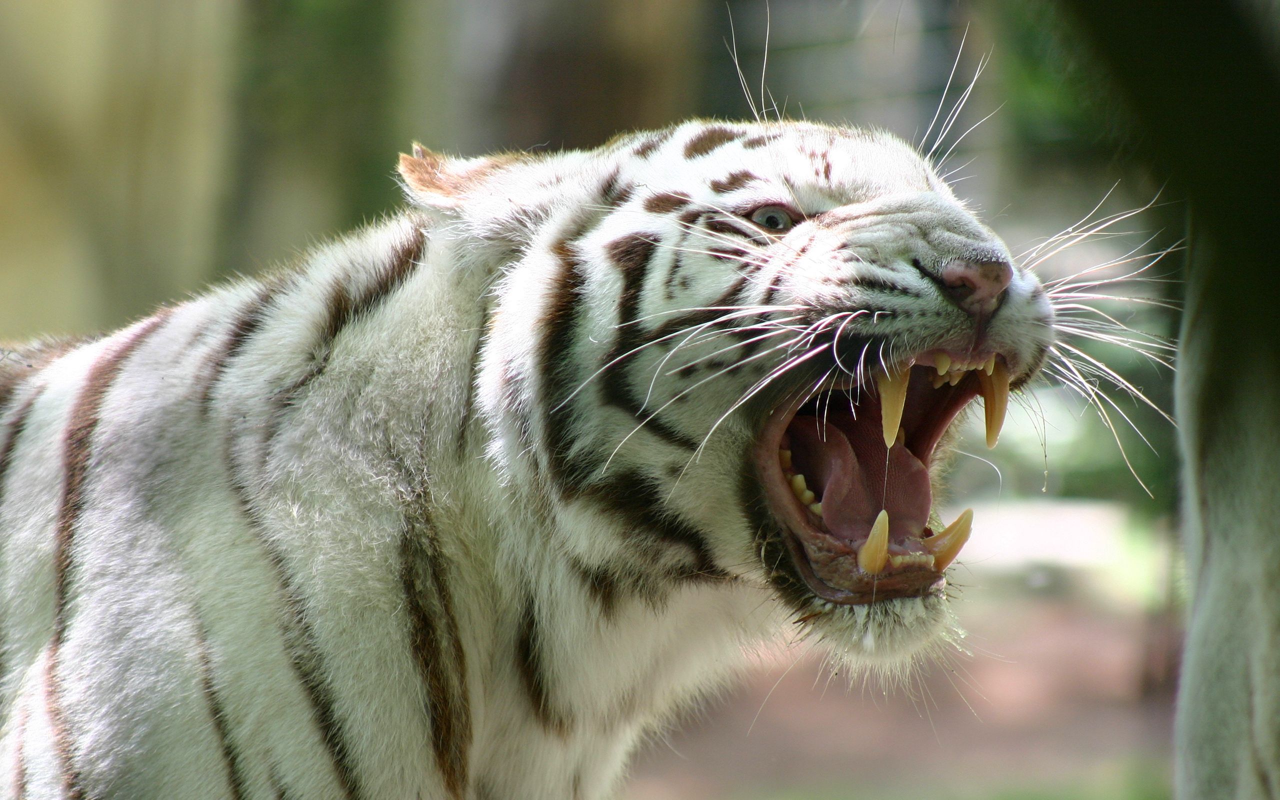 animals, grin, striped, anger, bengal tiger, rage