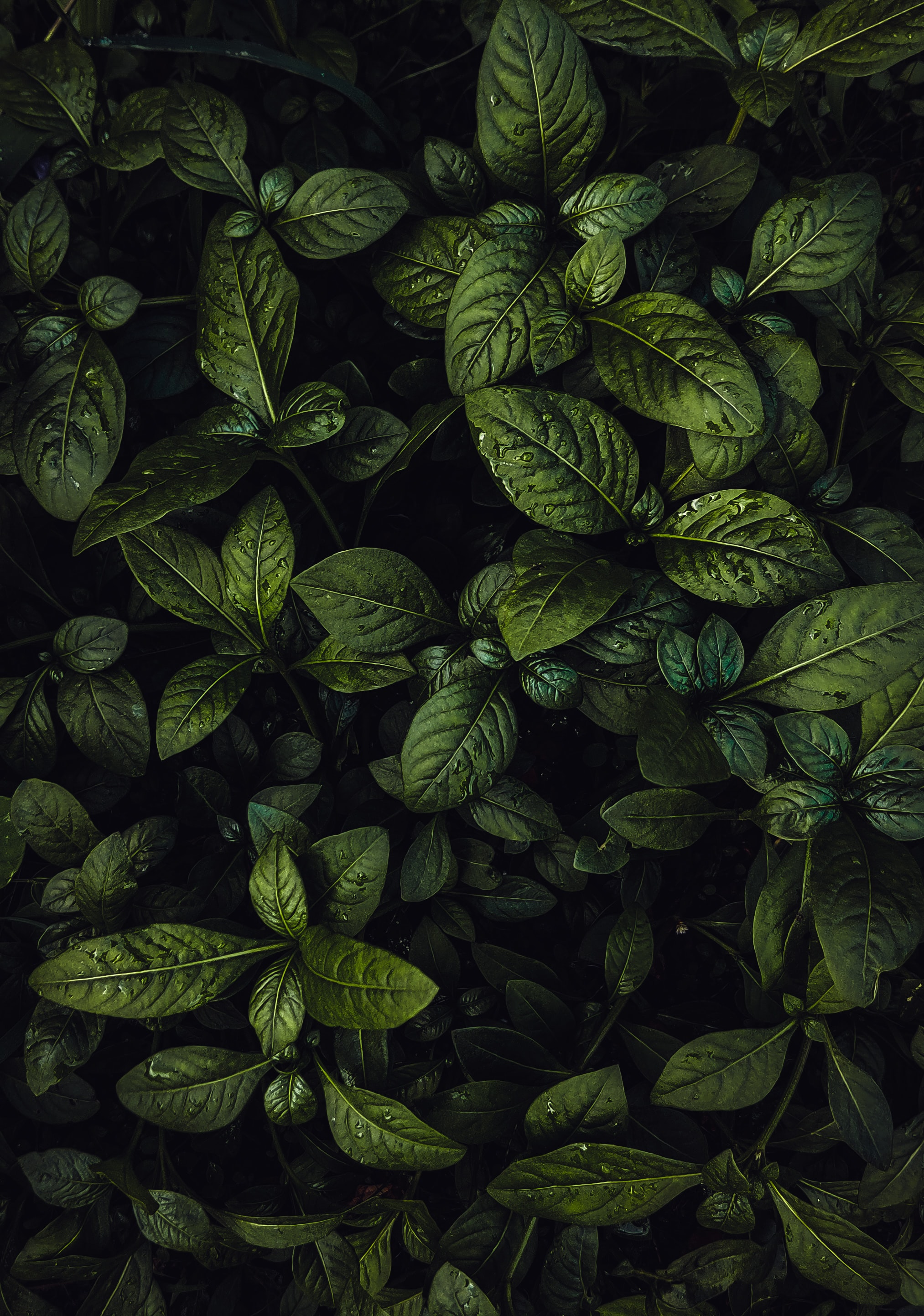 leaves, plant, water, drops, macro mobile wallpaper