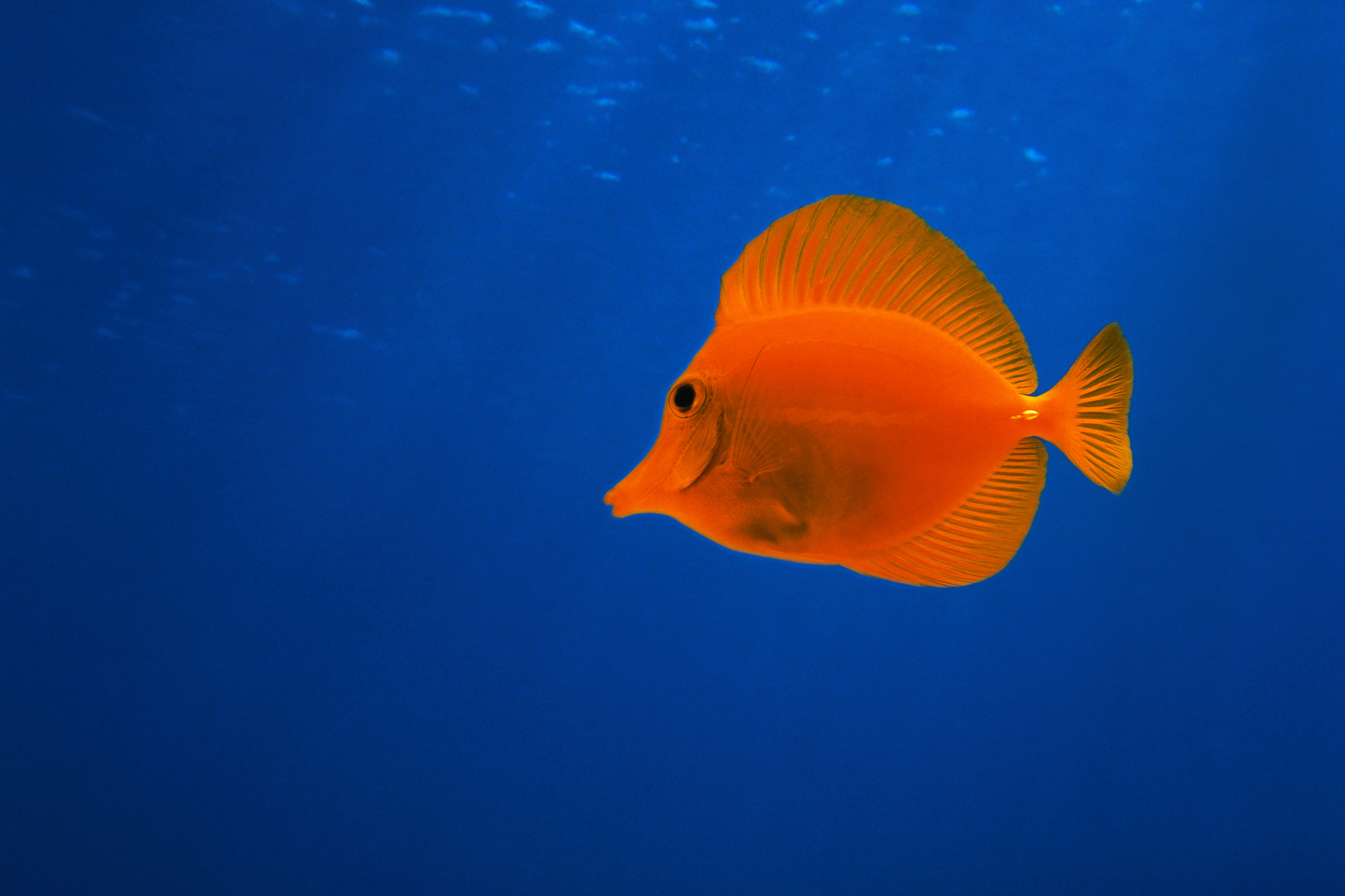 Оранжевая морская рыба
