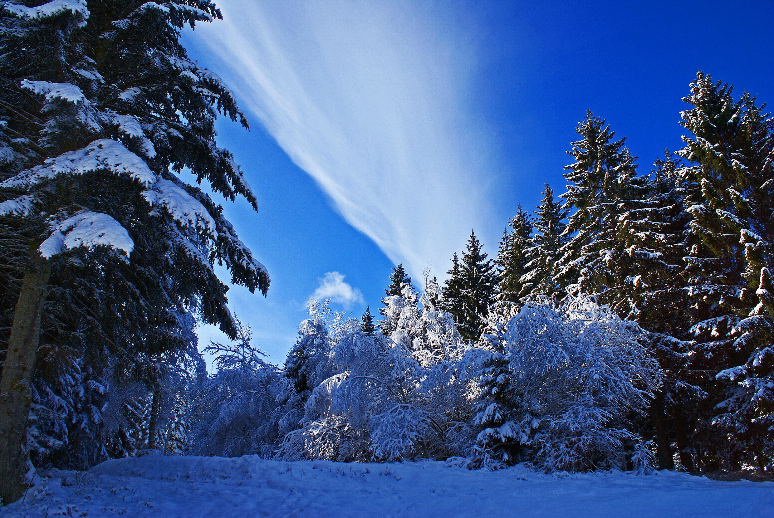 Download mobile wallpaper Forest, Snow, Winter, Sky, Nature for free.