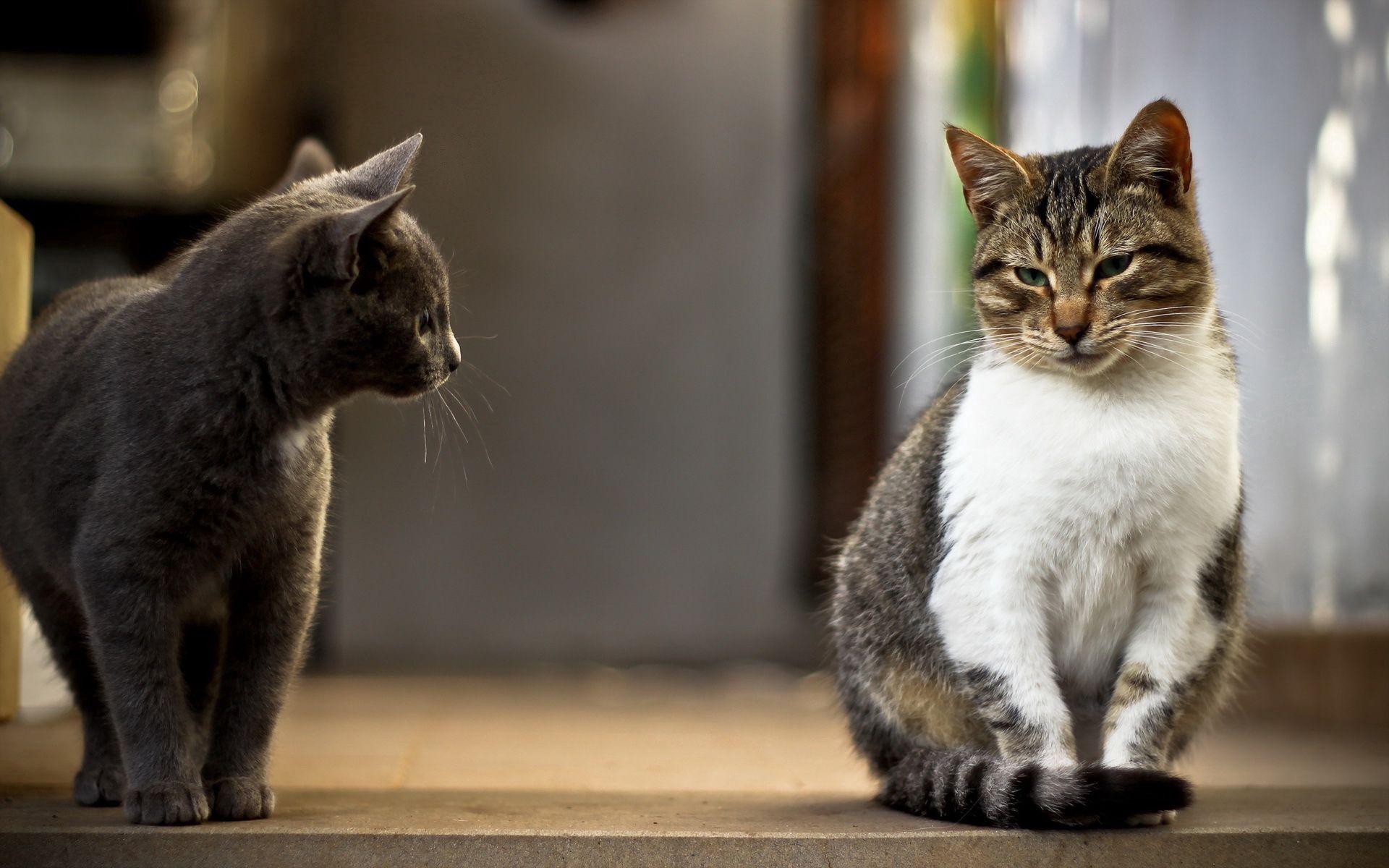 Full HD cats, animals, couple, pair, curiosity, satisfied, content