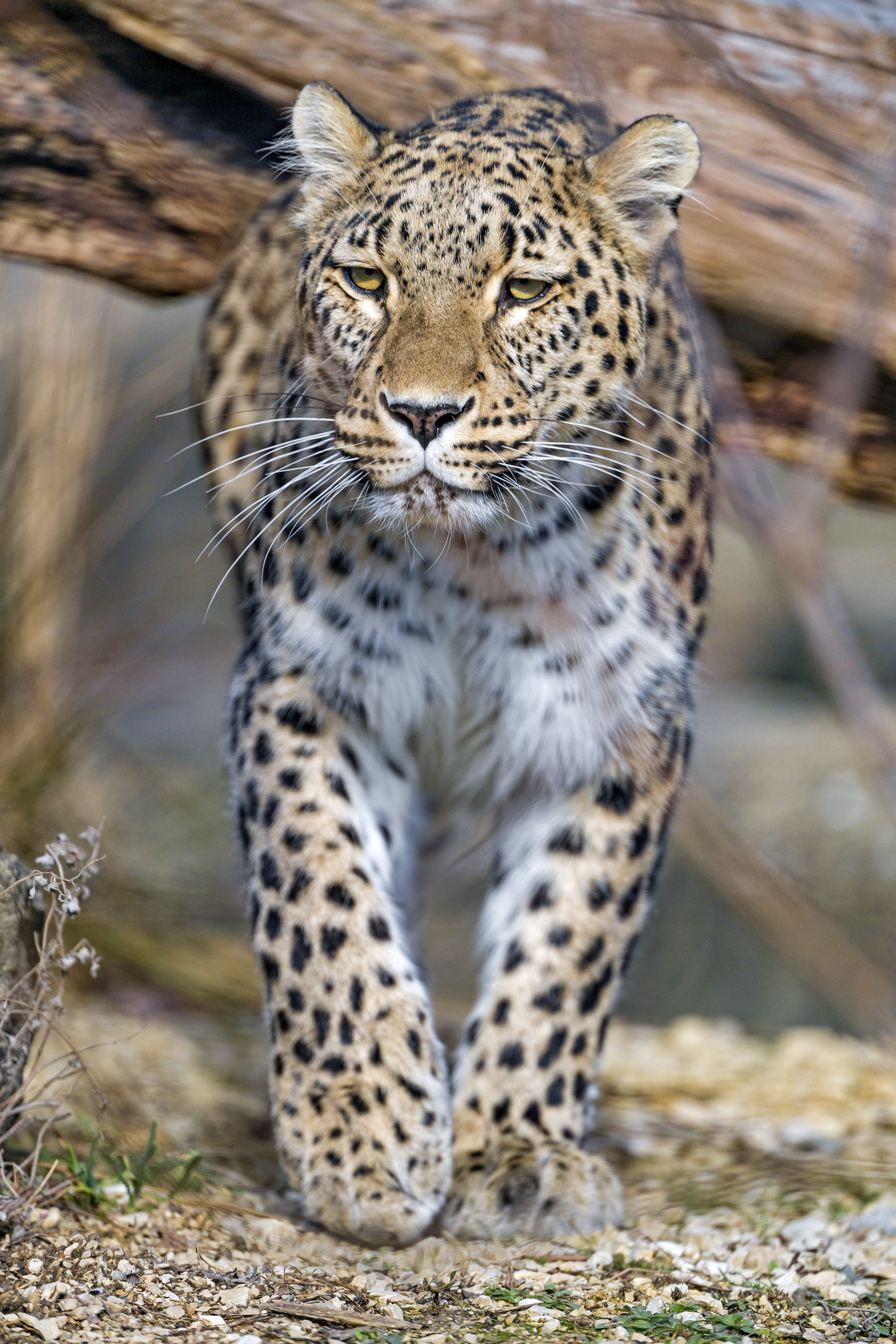 147940 Hintergrundbild herunterladen raubtier, tier, tiere, leopard, predator, große katze, big cat - Bildschirmschoner und Bilder kostenlos
