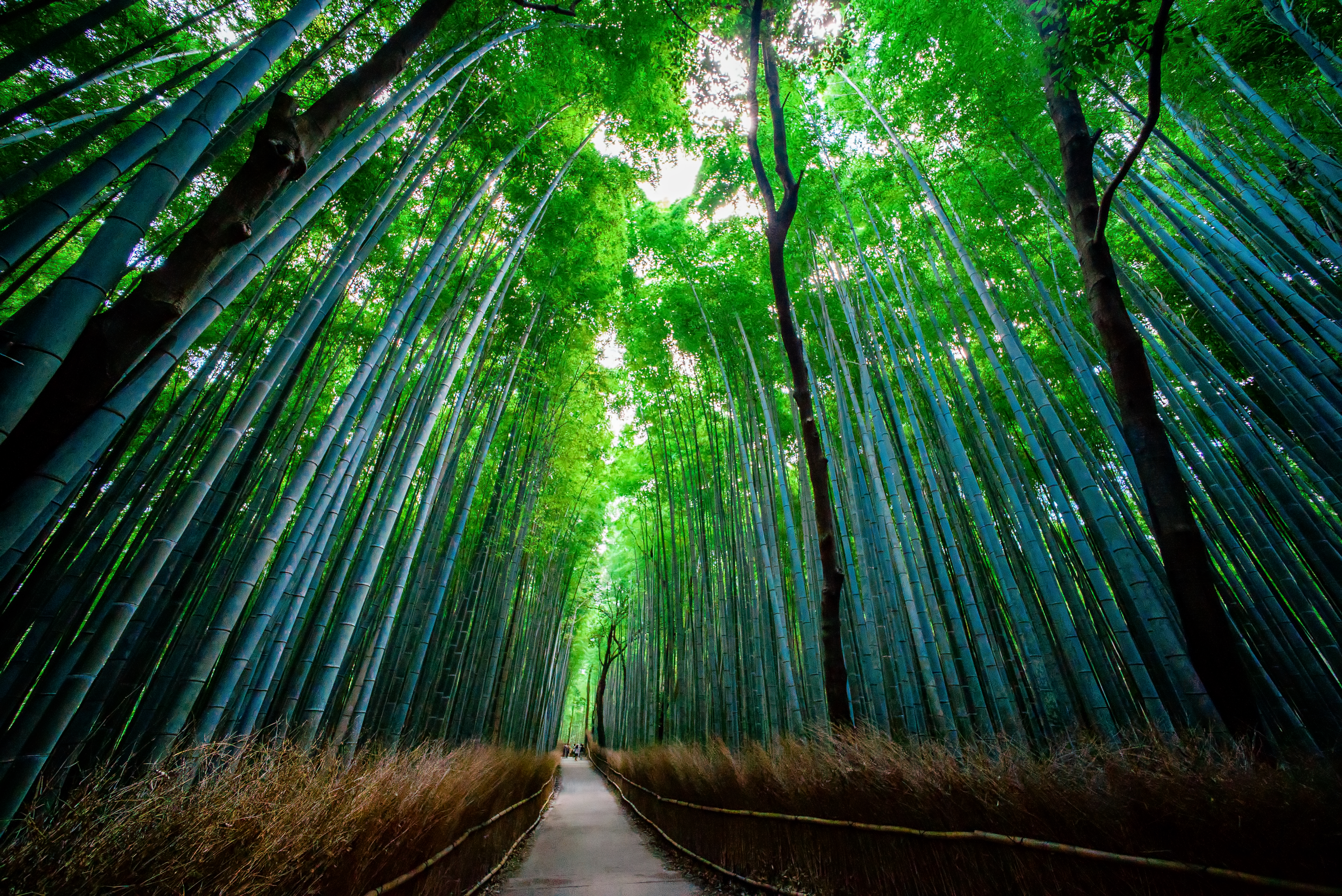 Free Bamboo Stock Wallpapers