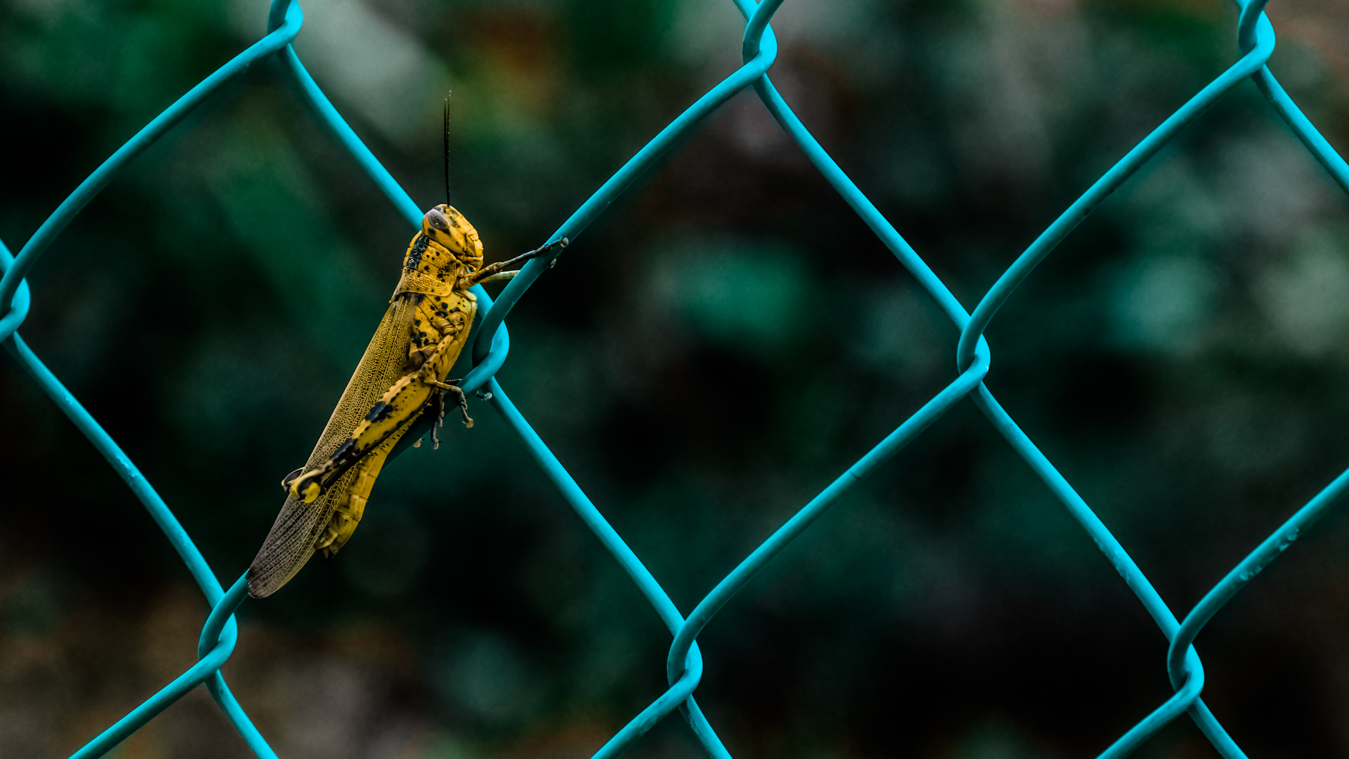 insect, animals, grid, fence, grasshopper 4K