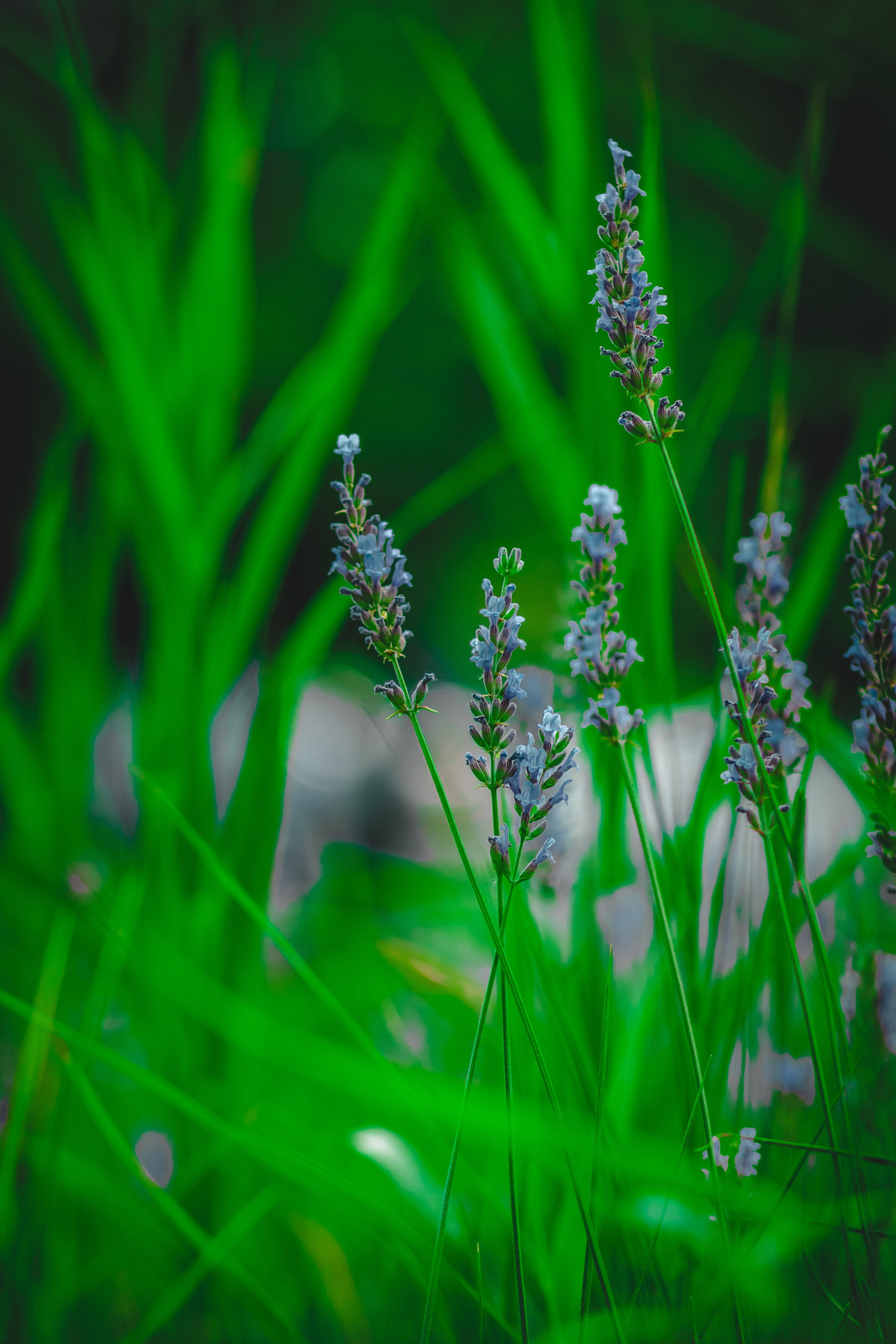 grass, flower, lavender, macro 8K