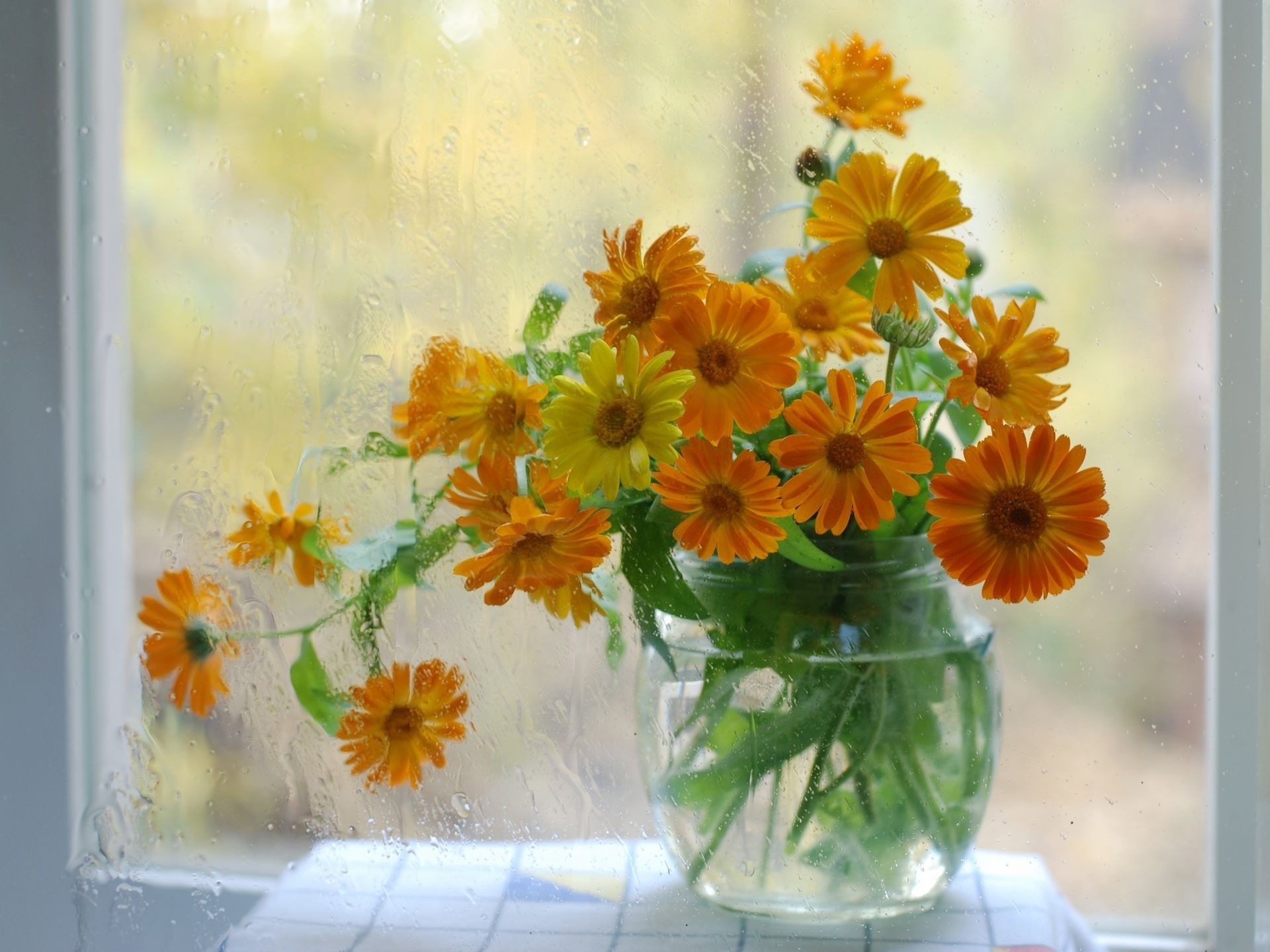 Желтые цветы на окне