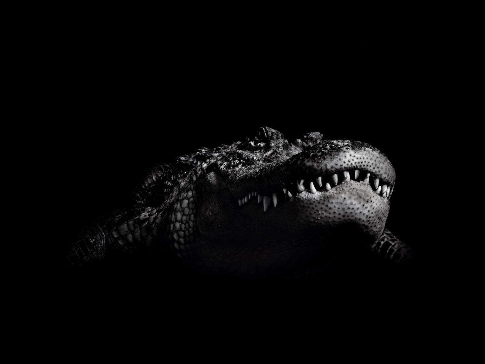 5867 Hintergrundbild herunterladen tiere, crocodiles, schwarz - Bildschirmschoner und Bilder kostenlos