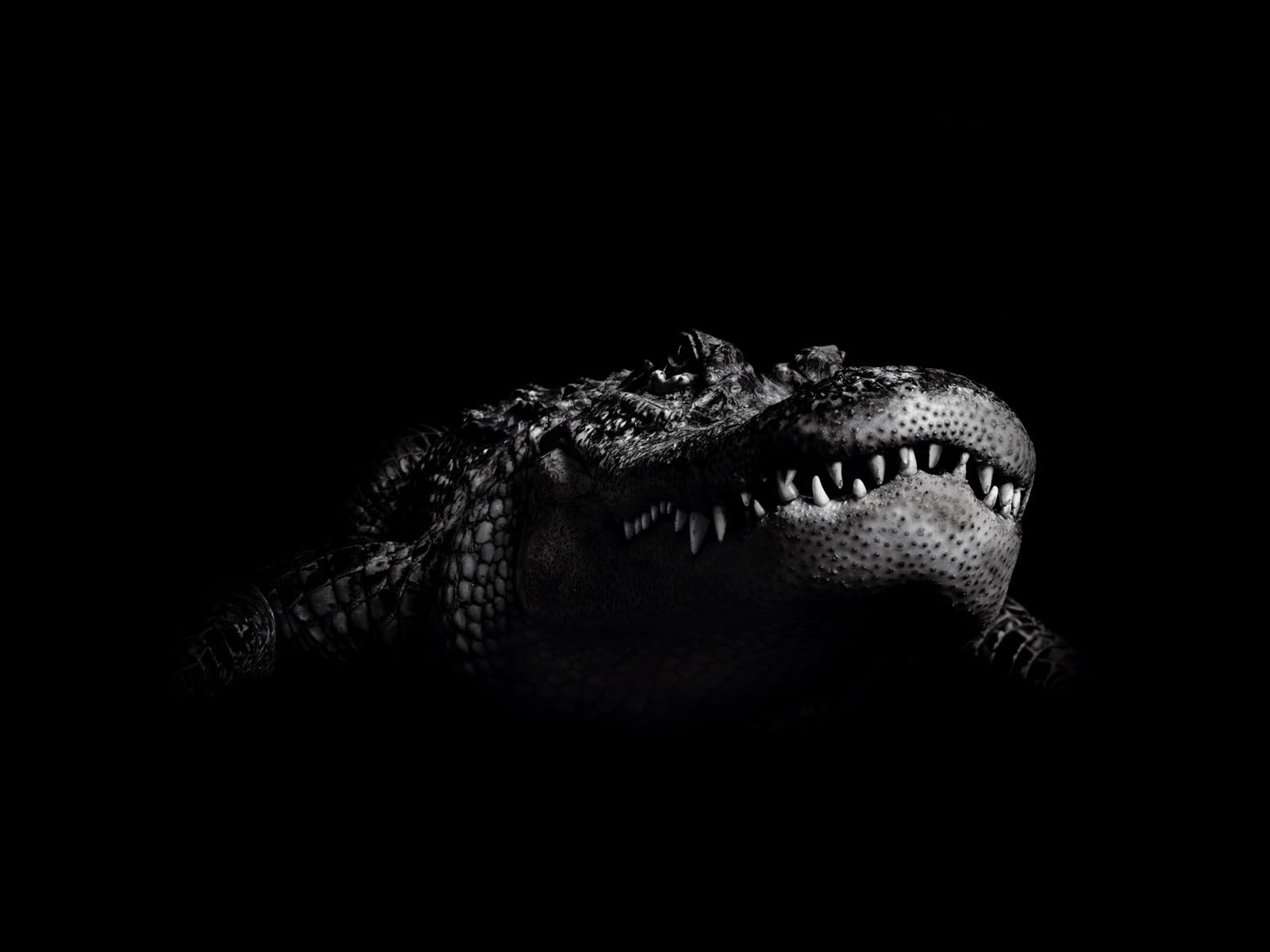 Крокодил на темном фоне