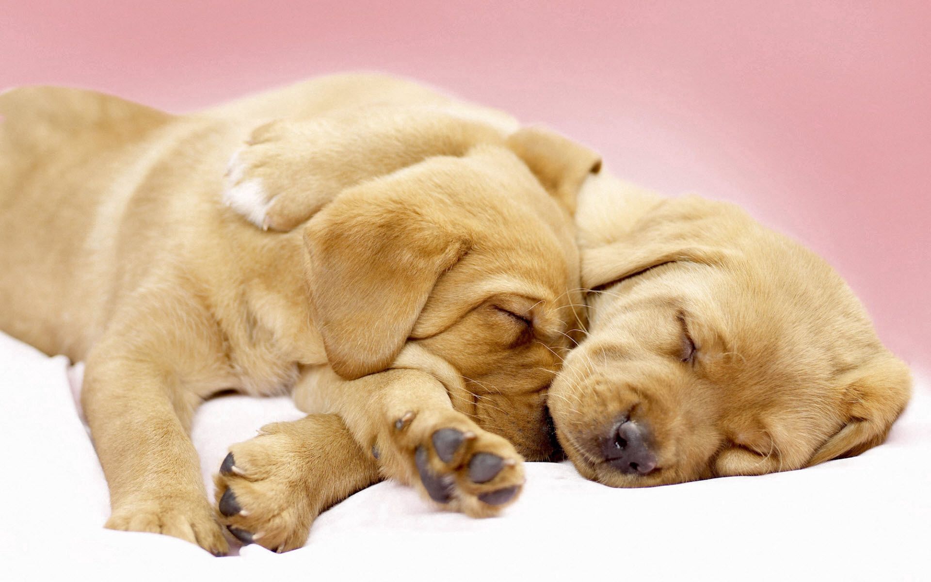 cute, animals, sleep, dream, labradors, puppies