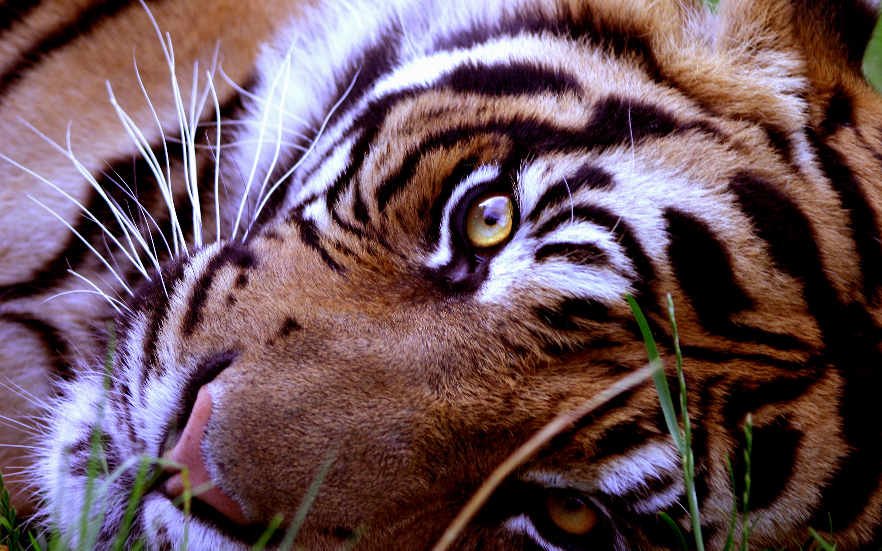 Вибриссы тигра