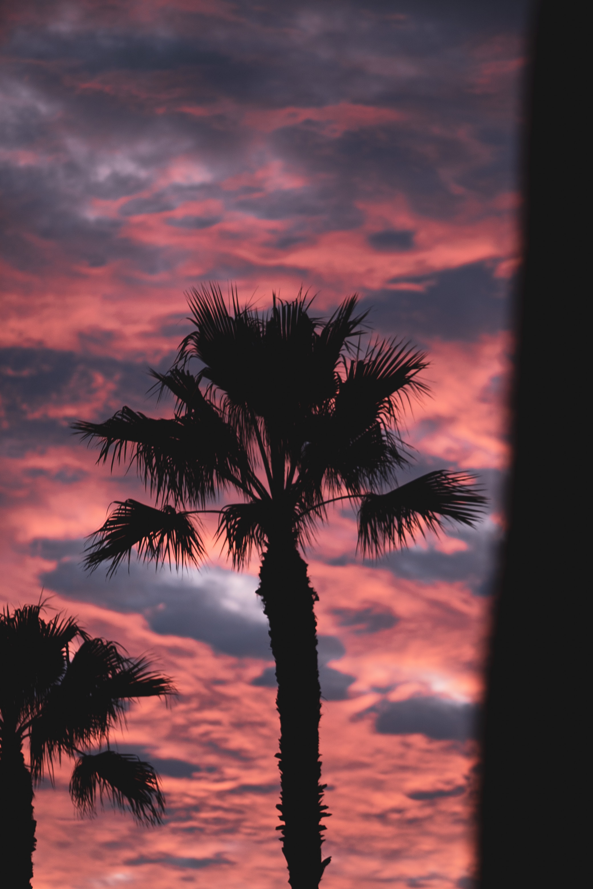 pink, palm, twilight, dusk, nature, clouds, dark High Definition image