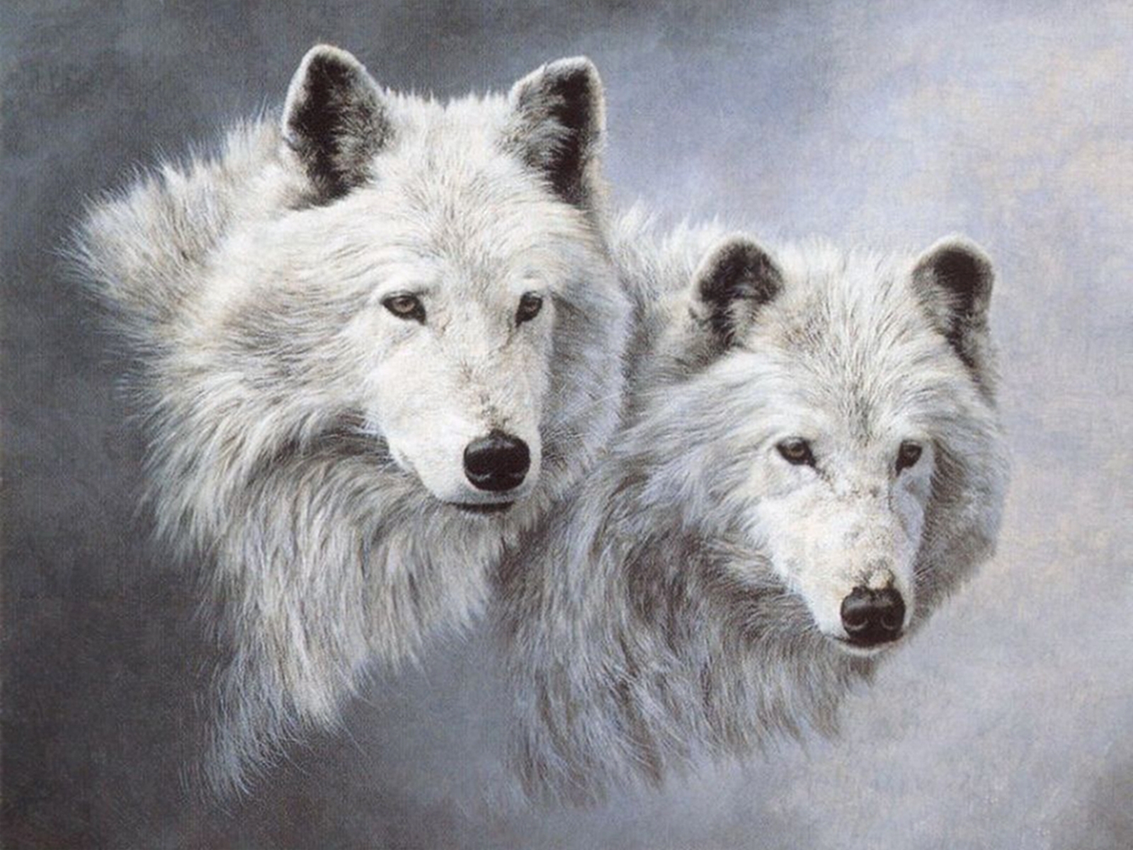 animals, wolfs, gray
