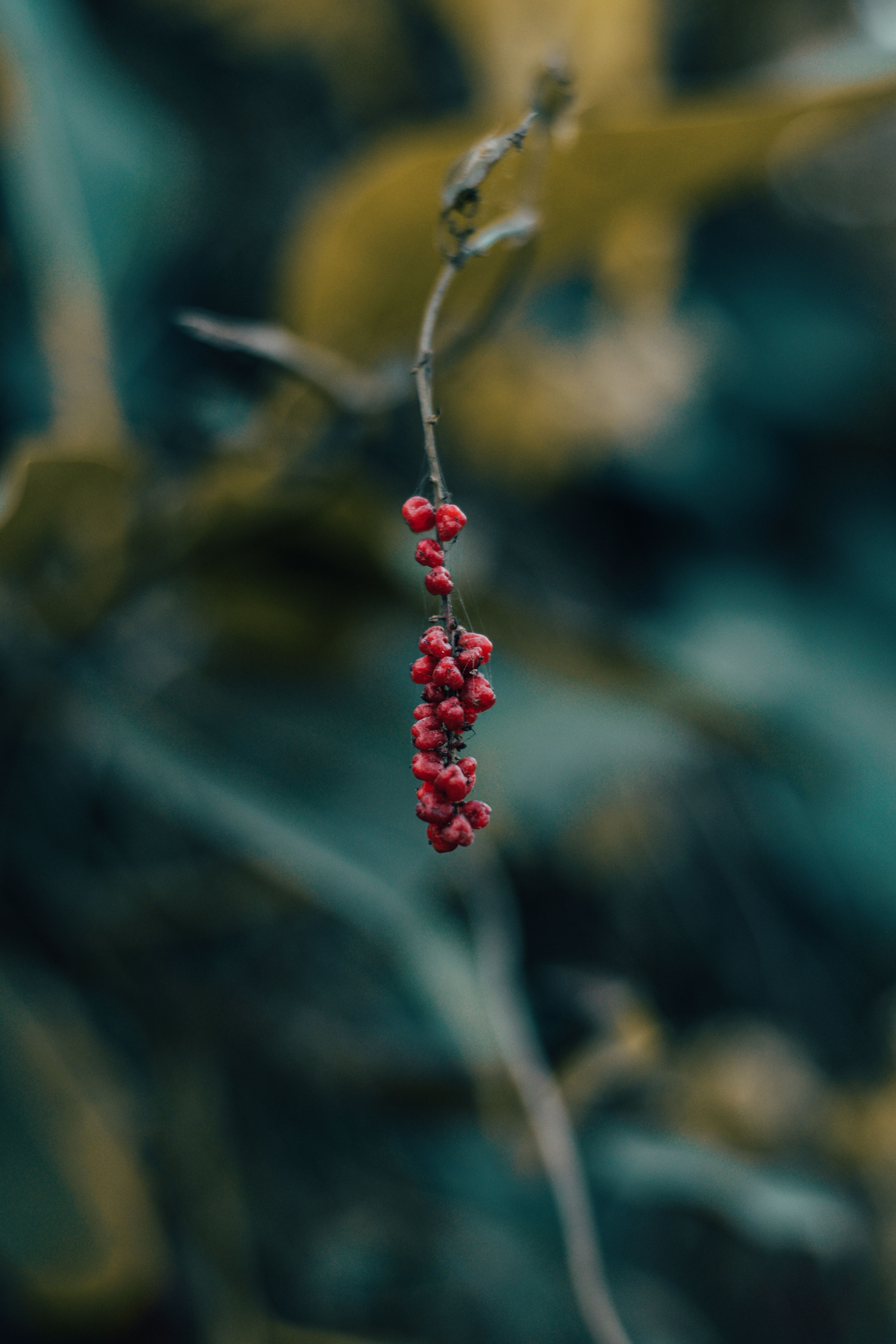 Download mobile wallpaper Branch, Smooth, Macro, Berry, Blur for free.