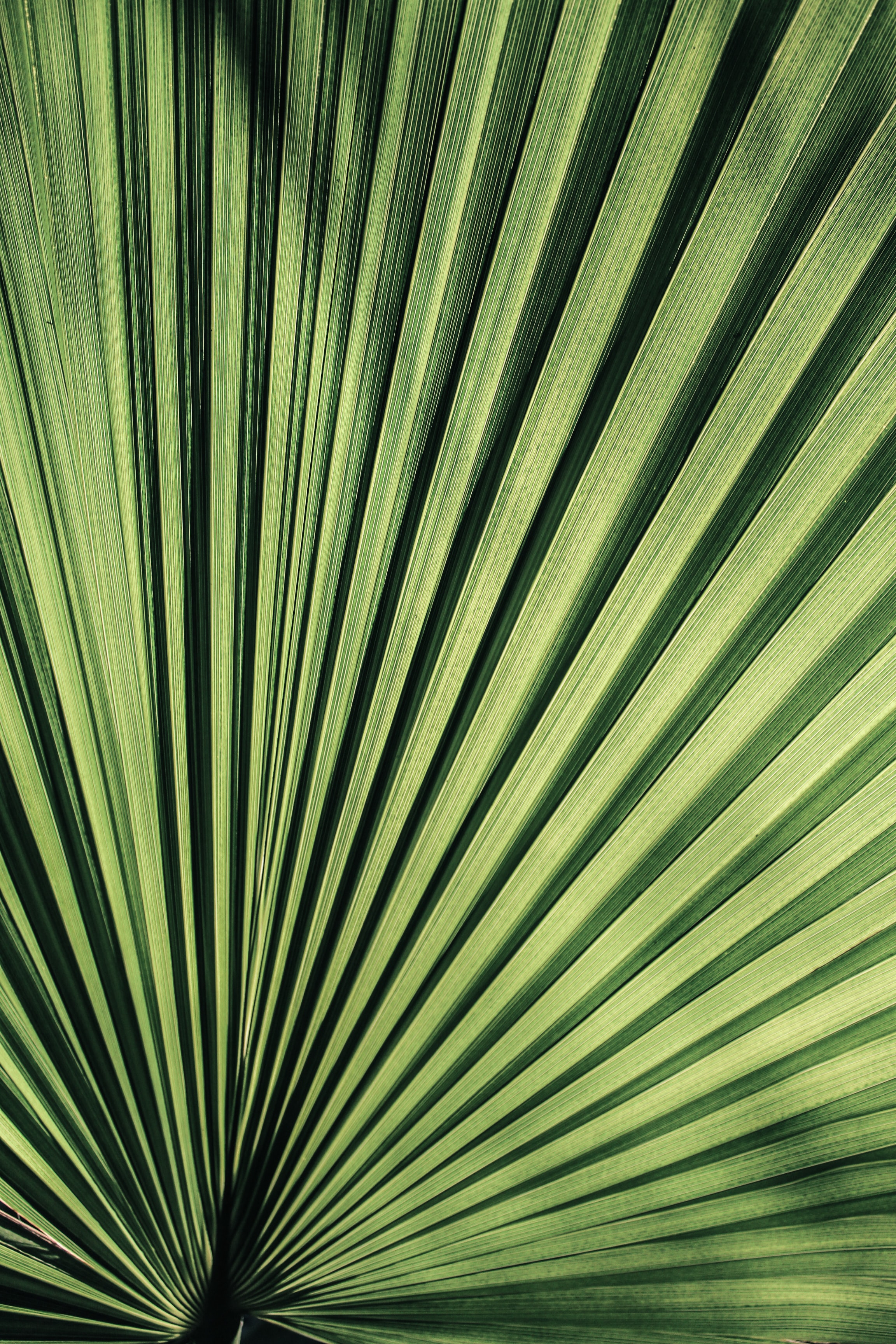 Download mobile wallpaper Sheet, Macro, Palm, Plant, Streaks, Leaf, Stripes for free.