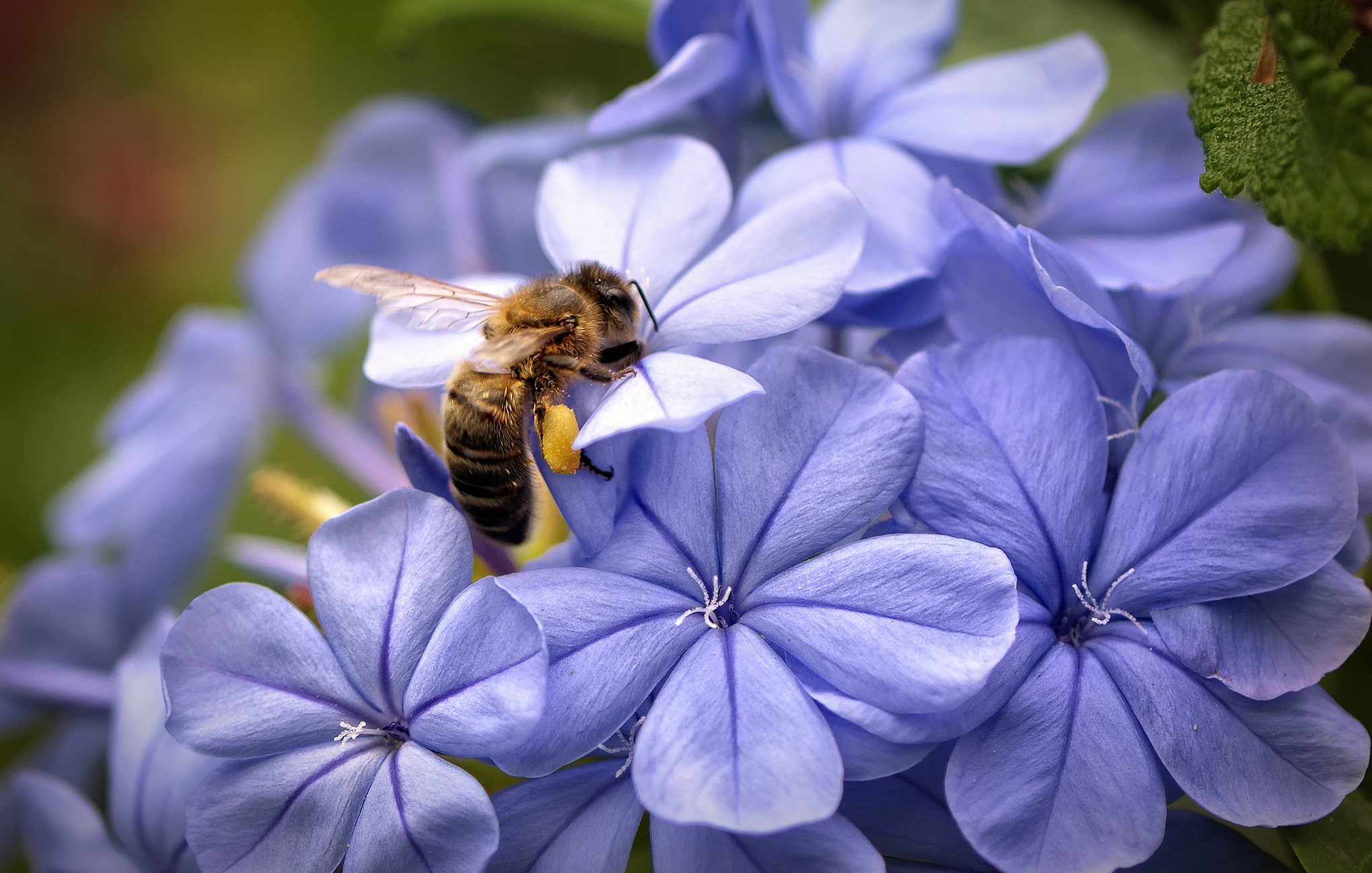 Пчела на цветке макро