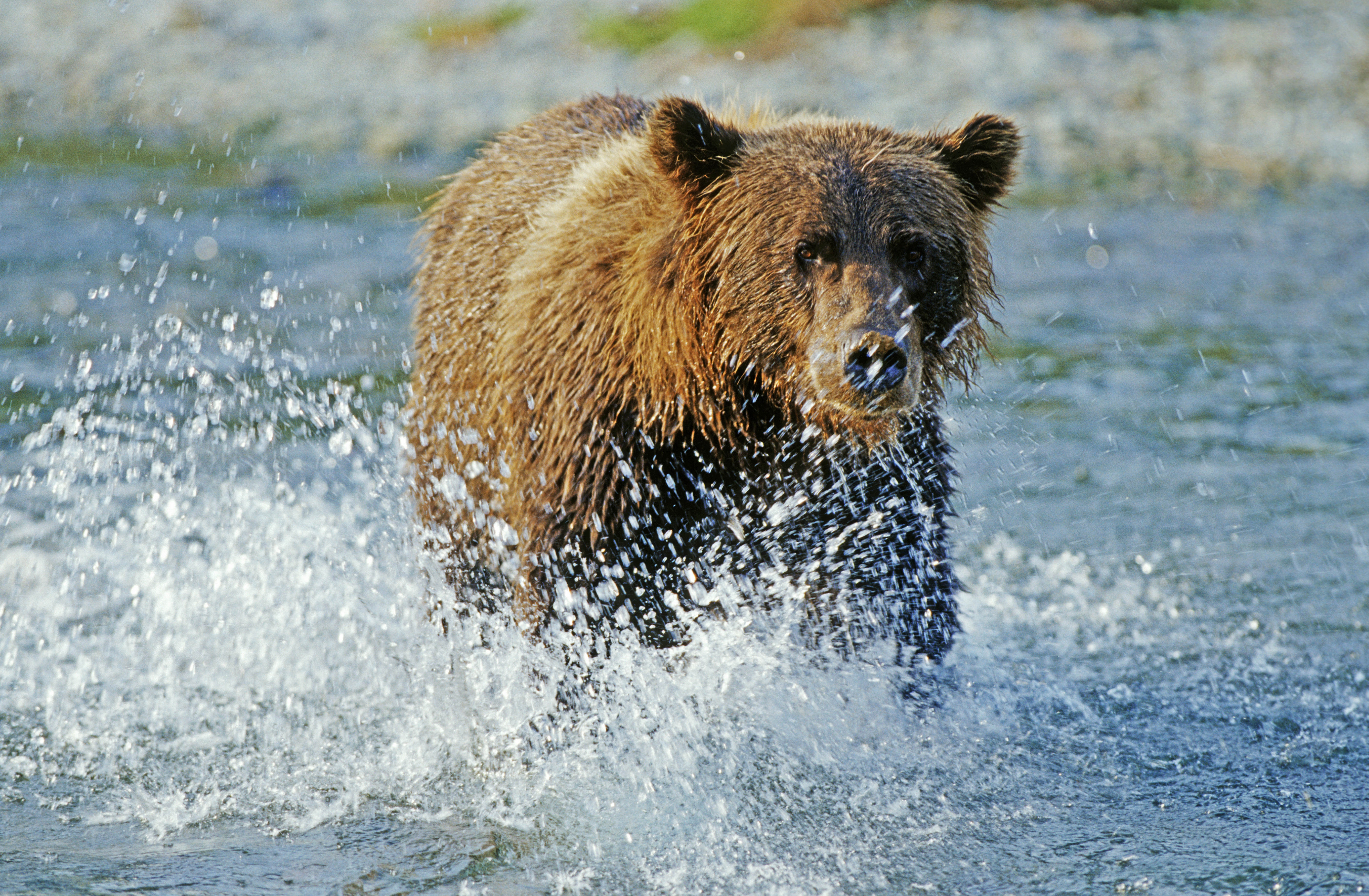 Скачать картинку Река, Вода, Гризли, Животные, Брызги, Медведь в телефон бесплатно.