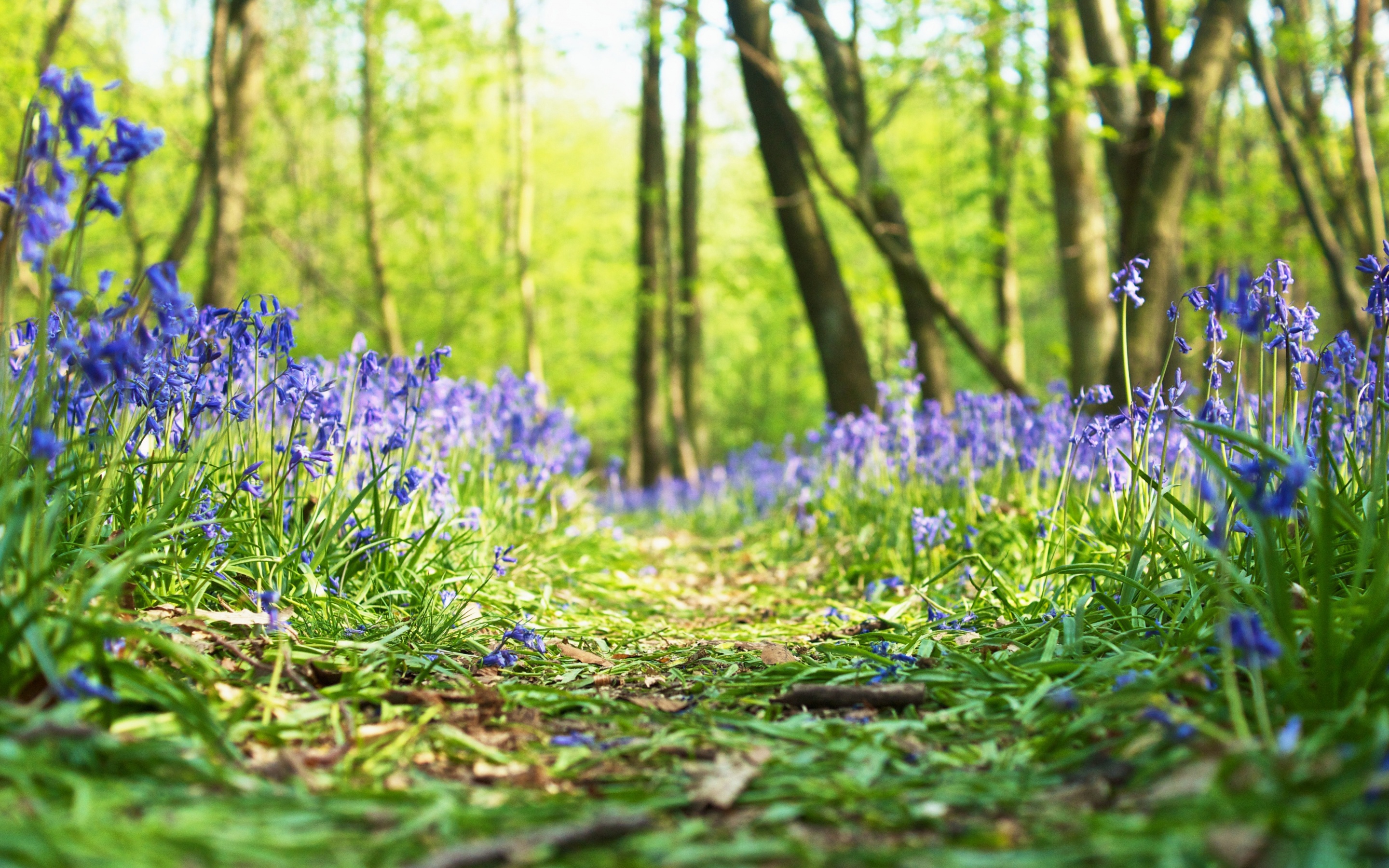 Синие Цветы В Лесу