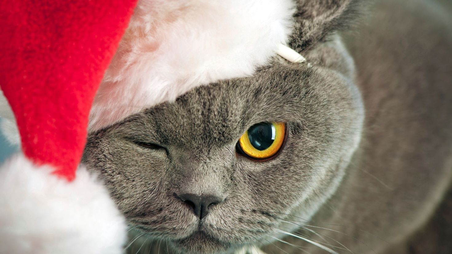 Новые бесплатные приколы. Новогодние коты. Кот новый год. Коты в новогодних шапках. Кот в новогодней шапке.