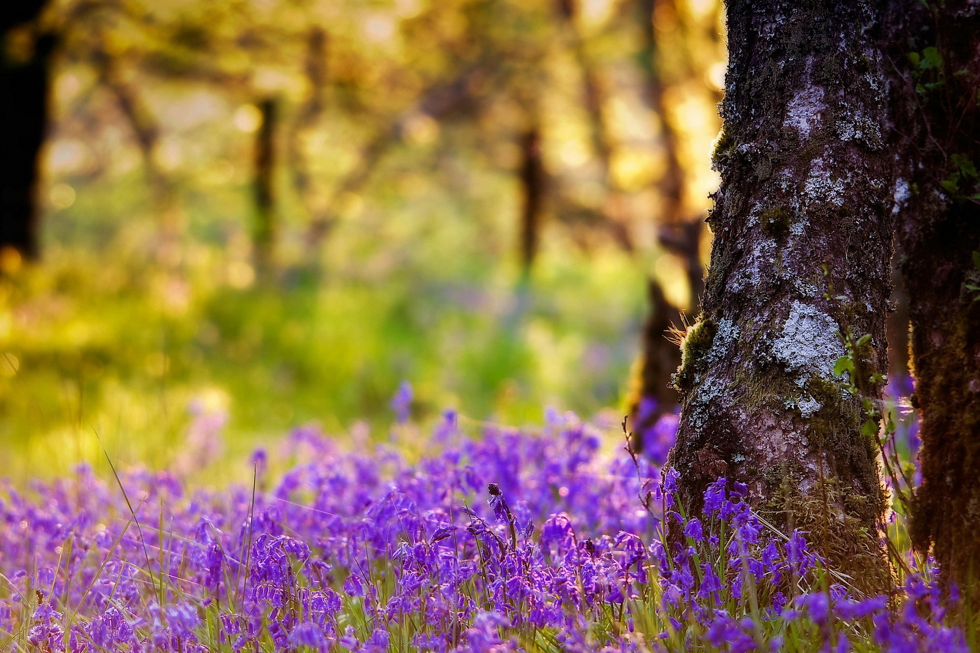 1920 x 1080 picture summer, nature, flowers, wood, tree, trunk