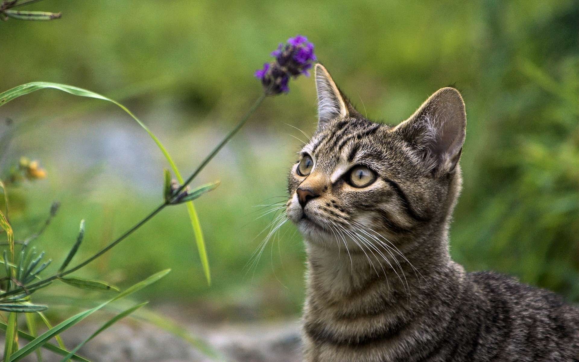 У меня есть животные кошка. Кот в траве. Коты на природе. Полевой кот. Котик на травке.