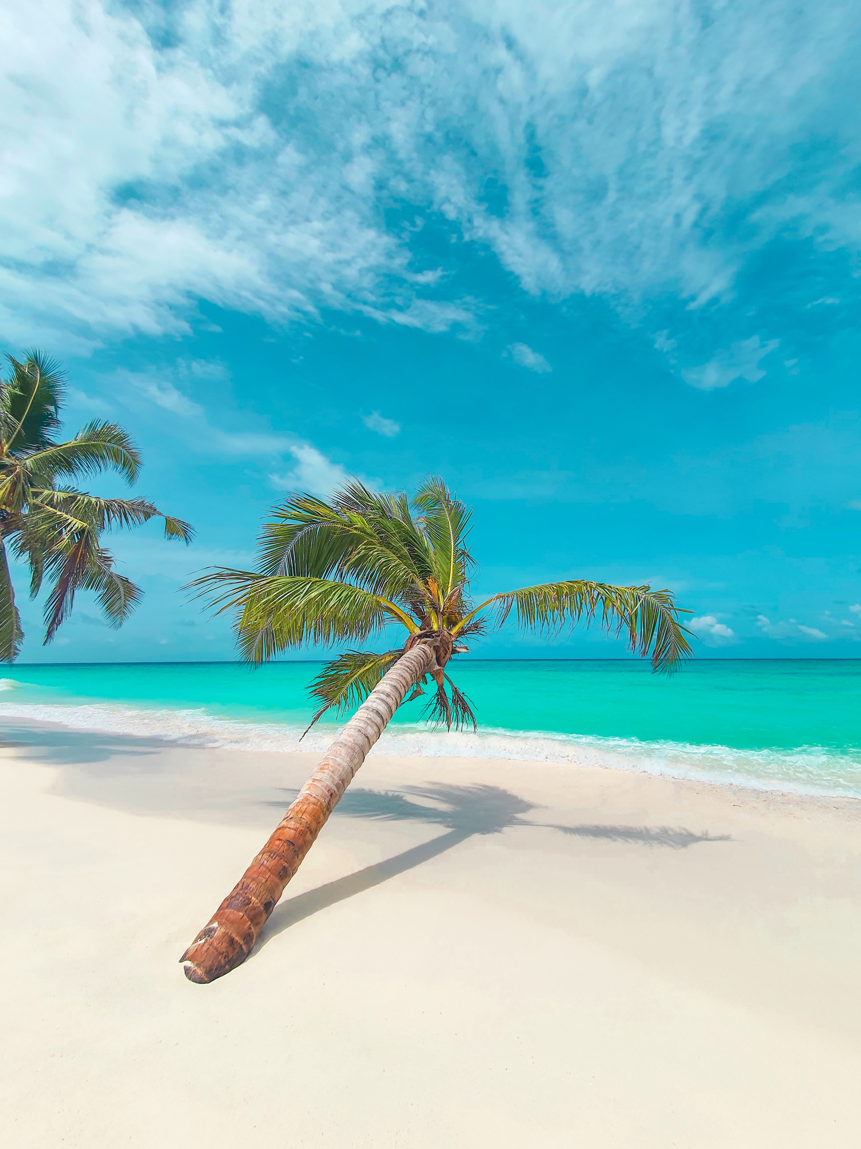 beach, palm, leaves, nature, coast, tropical Phone Background