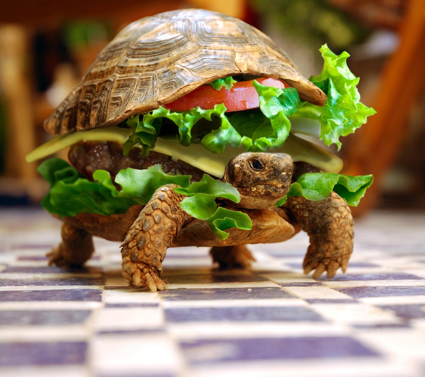 Черепаха чизбургер