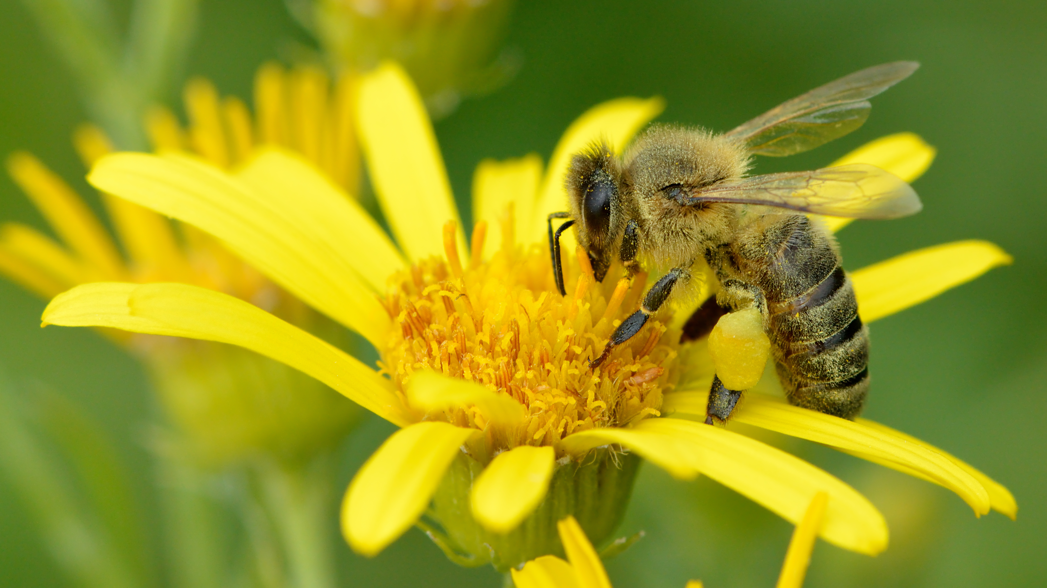 Honey Bee Tablet HD picture