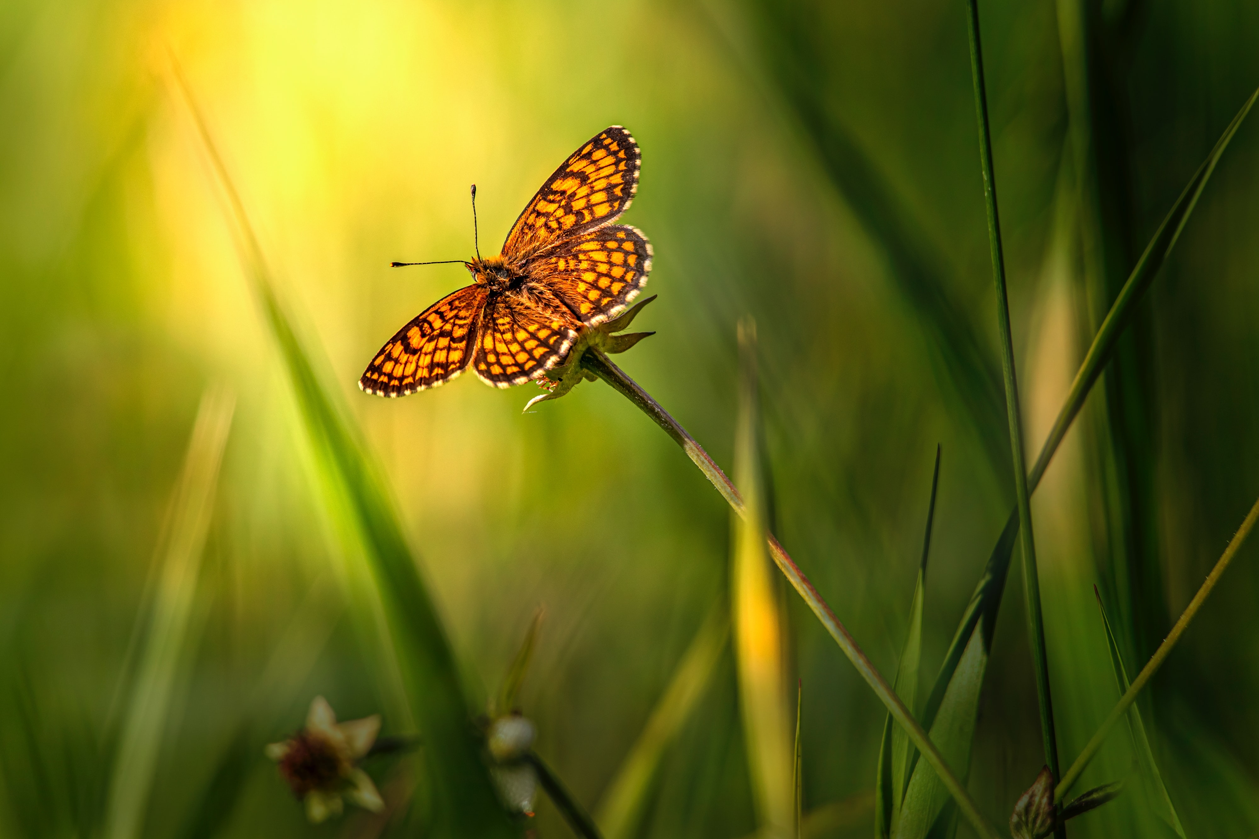 58253 descargar fondo de pantalla macro, hierba, marrón, insecto, mariposa: protectores de pantalla e imágenes gratis