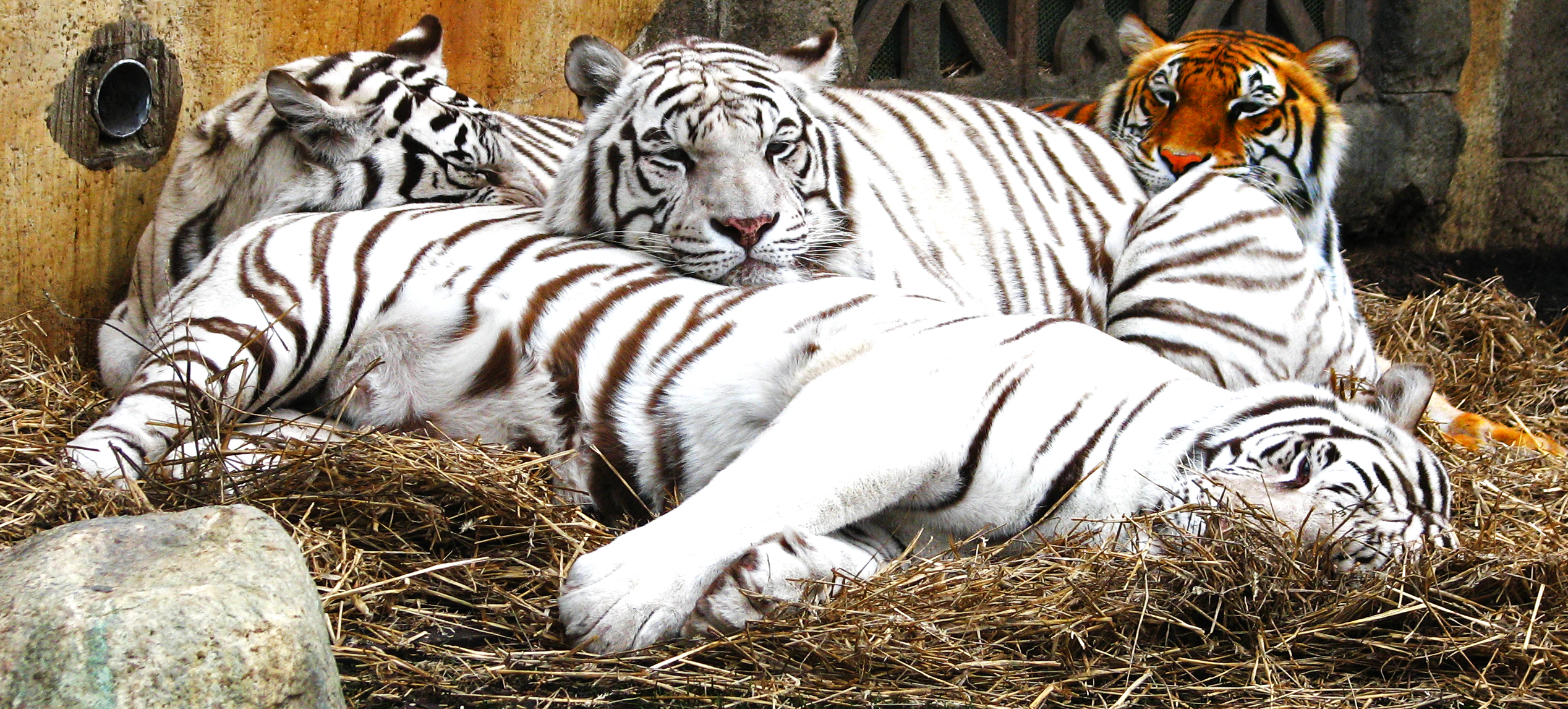 White tigers, 3d, animal, tiger, wild, HD phone wallpaper