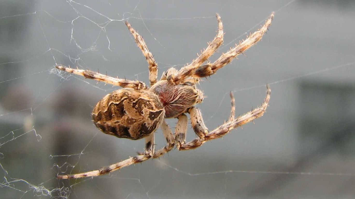 Другой паук. Паук Larinioides sclopetarius. Паук коричневый крестовик. Пеньковый паук. Пауки Самарской области.