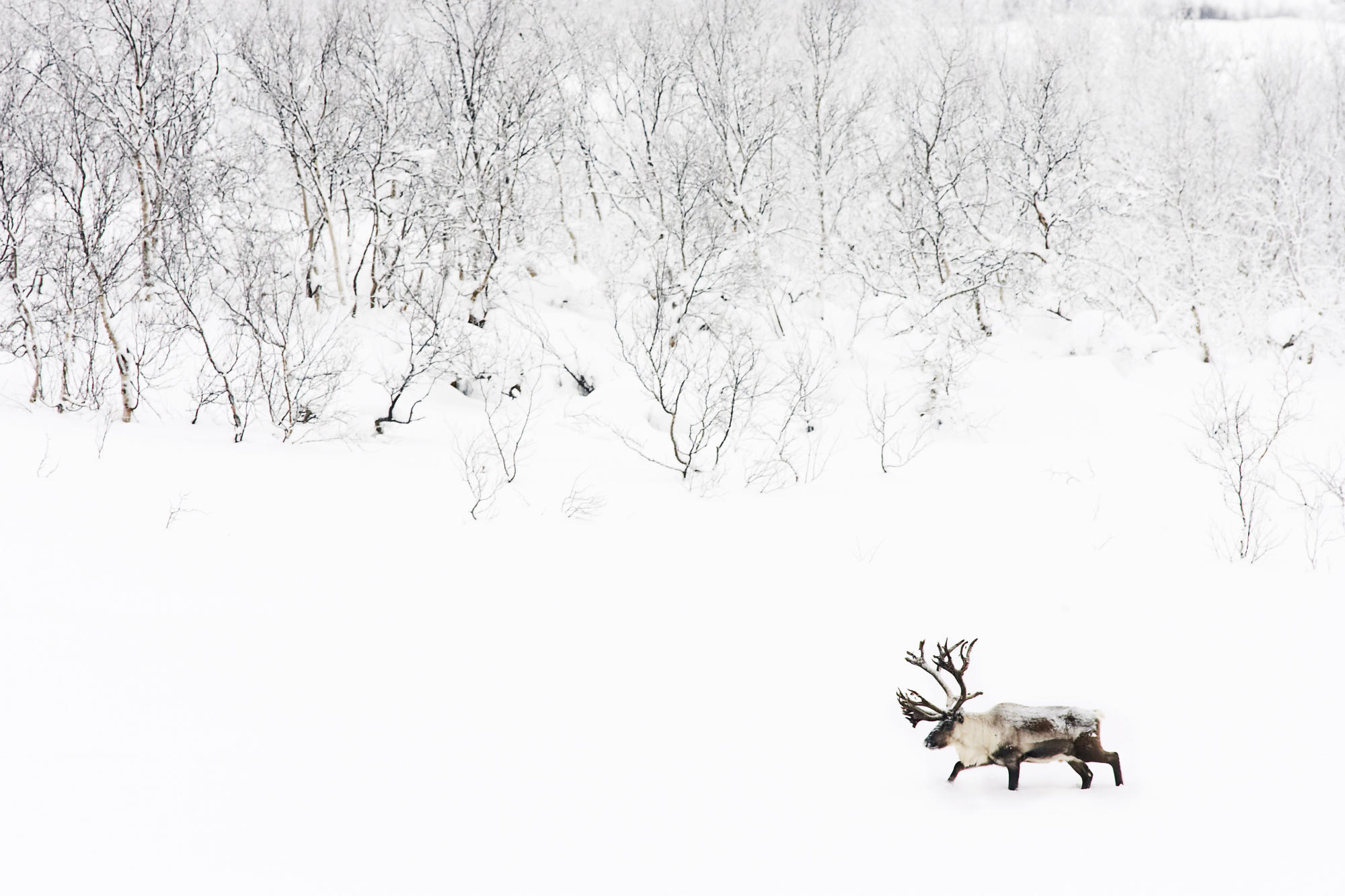 animal, elk download HD wallpaper