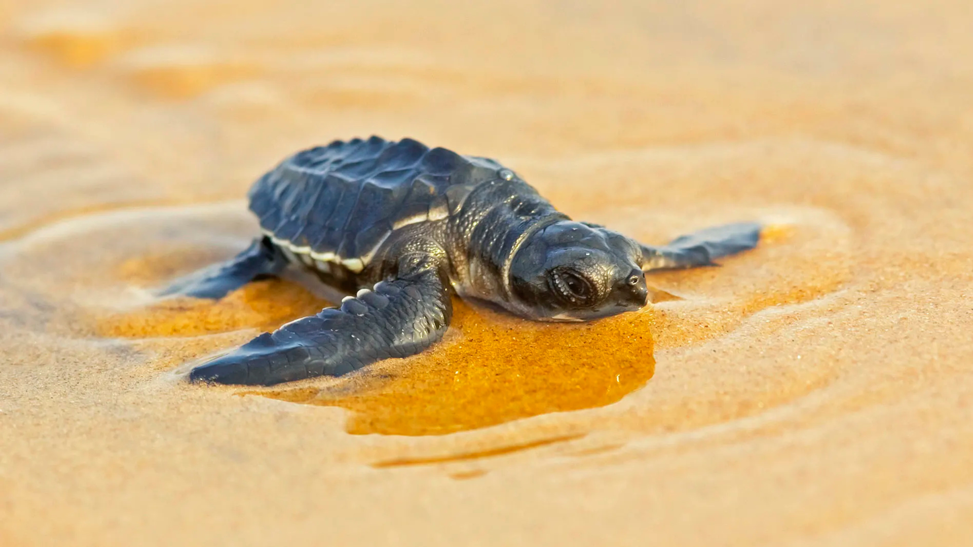 Download mobile wallpaper Turtles, Sand, Animal, Reptile, Sea Turtle, Baby Animal for free.