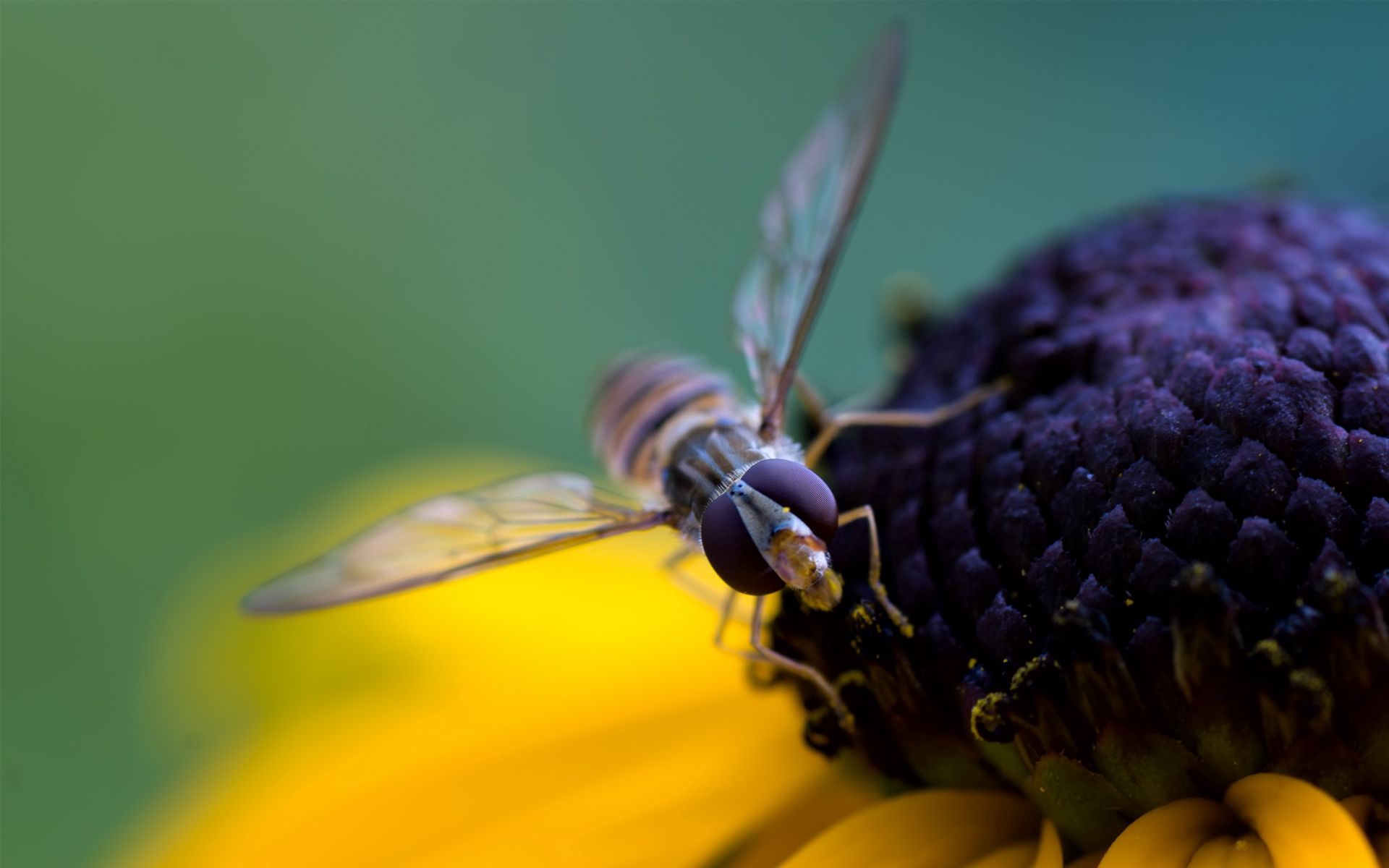 Скачать картинку Опыление, Лепестки, Макро, Цветок, Пчела в телефон бесплатно.