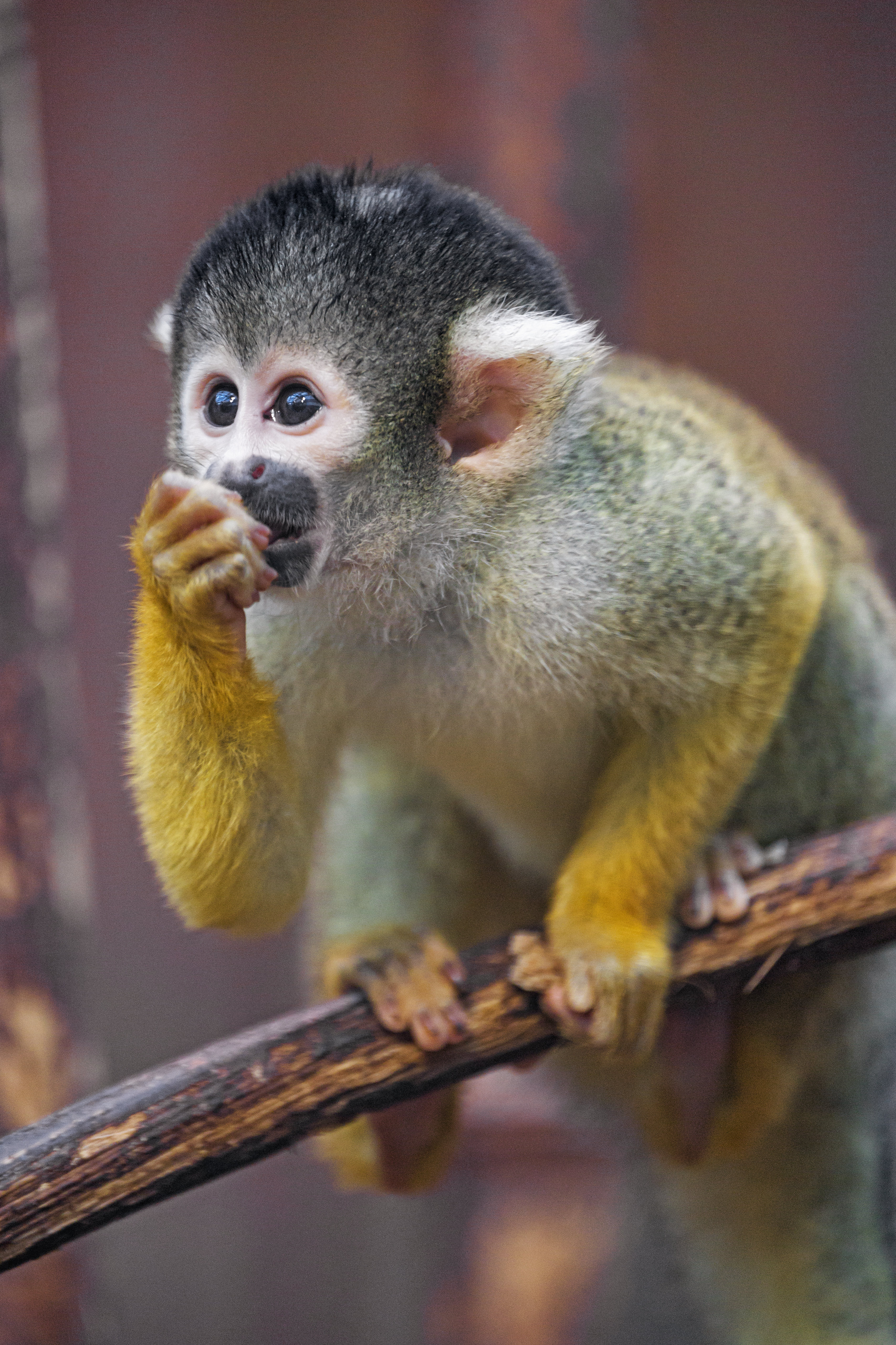 Free download wallpaper Animals, Young, Sight, Opinion, Sweetheart, Nice, Joey, Monkey, Marmoset on your PC desktop
