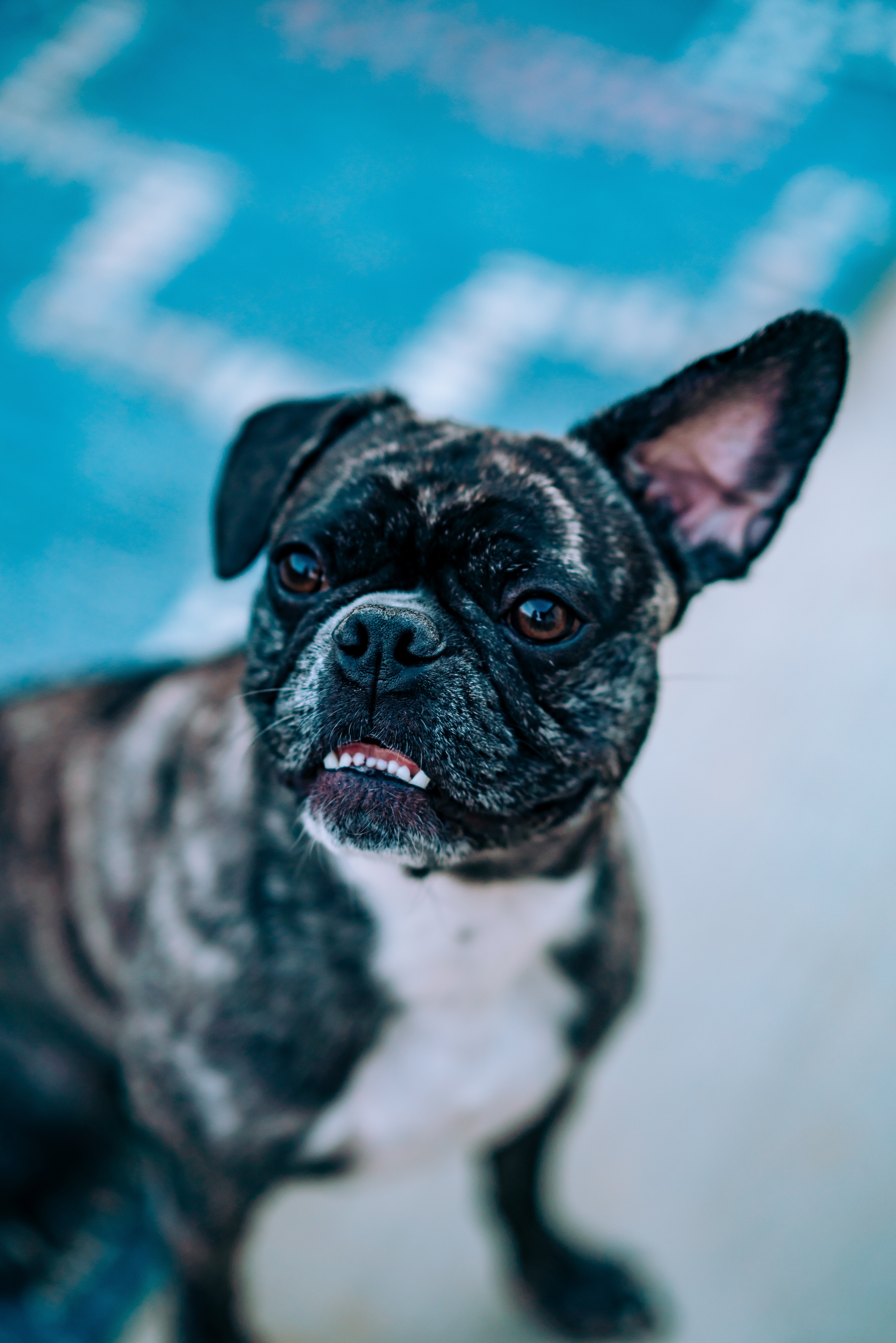 Handy-Wallpaper Hund, Bulldogge, Bulldog, Haustier, Tiere, Komisch, Lustig kostenlos herunterladen.