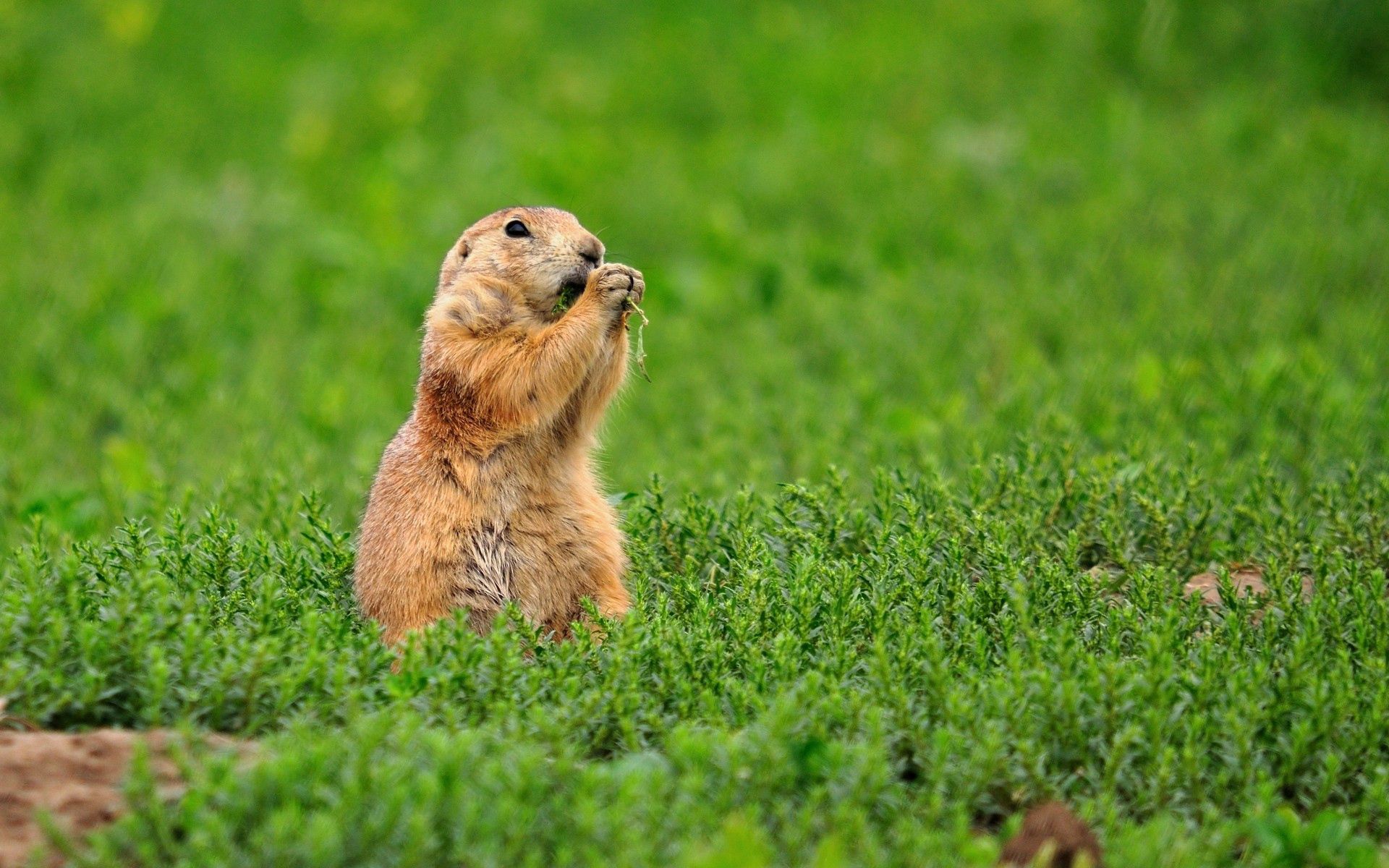 Laden Sie das Grass, Streifenhörnchen, Chipmunk, Gopher, Nagetier, Tiere-Bild kostenlos auf Ihren PC-Desktop herunter