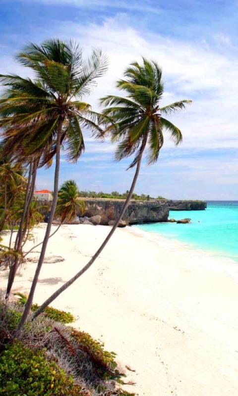 earth, beach, turquoise, horizon, palm tree, barbados, tropical, ocean