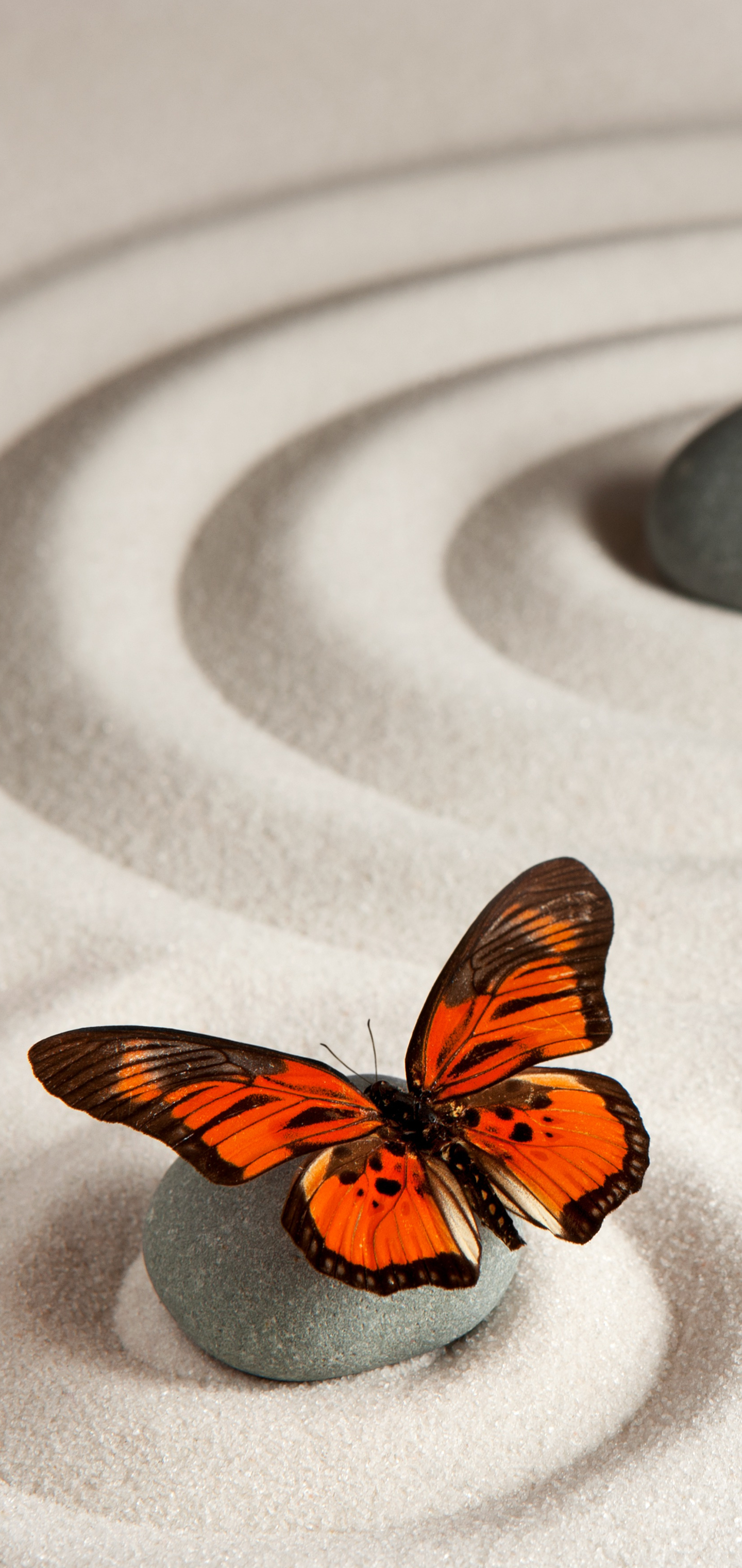 1395922 скачать обои бабочка монарх, дзен, животные, бабочка, песок - заставки и картинки бесплатно