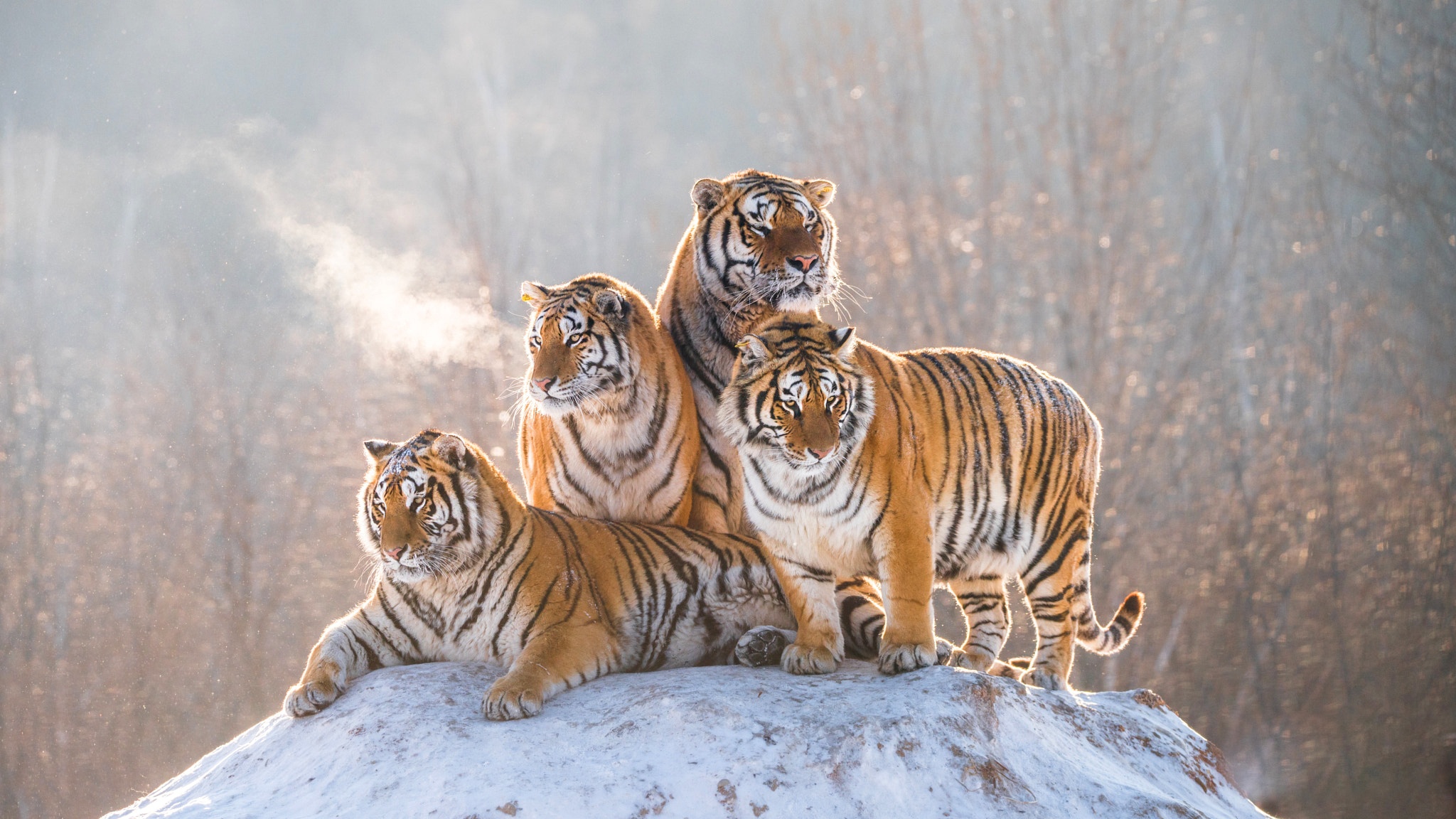 Семья Тигров