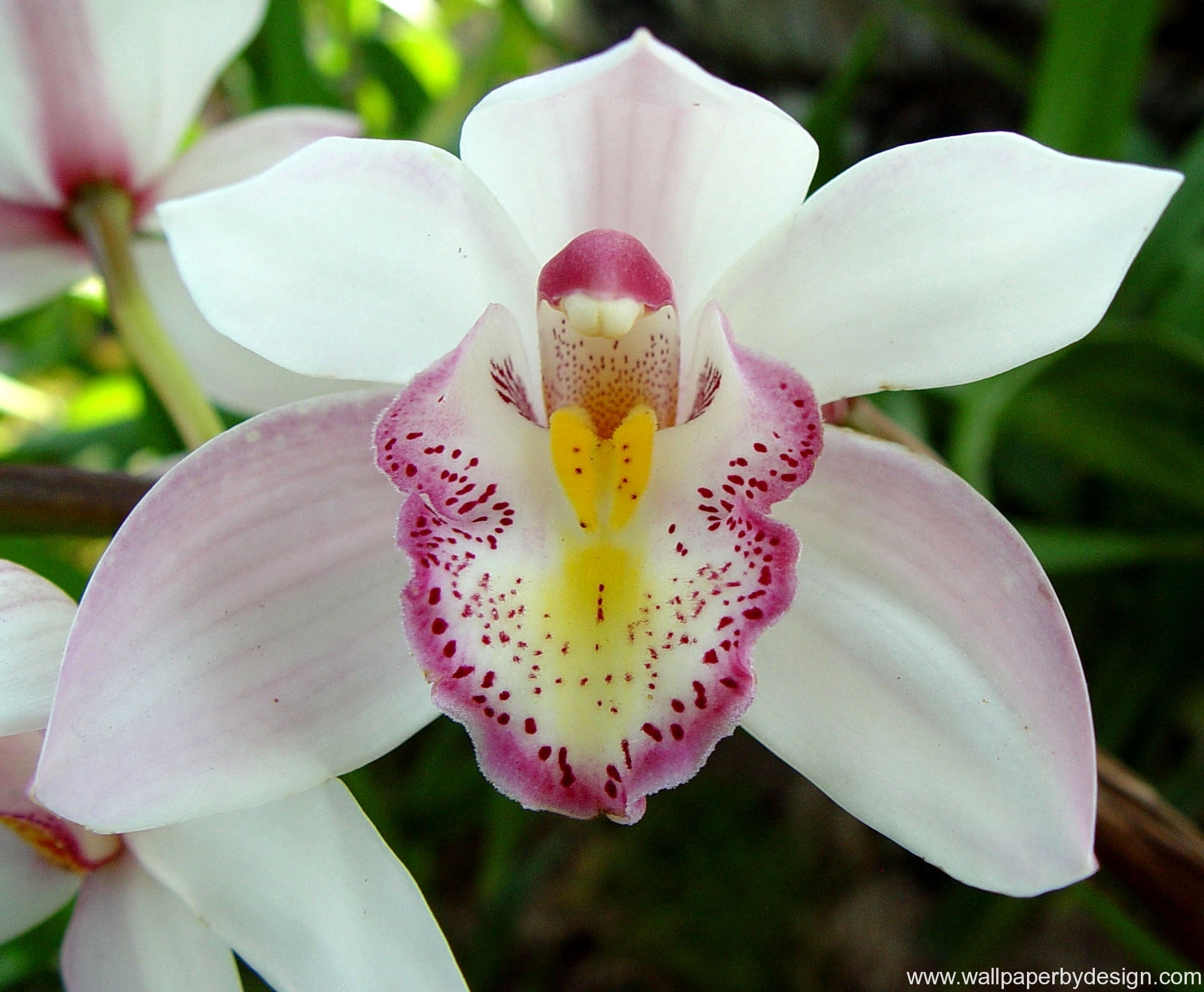 Flowers orchids. Орхидея Шэньчжэнь-Нонгке. Орхидея Цимбидиум. Орхидея Шэньчжэнь-Нонгке (Shenzhen Nongke Orchid).