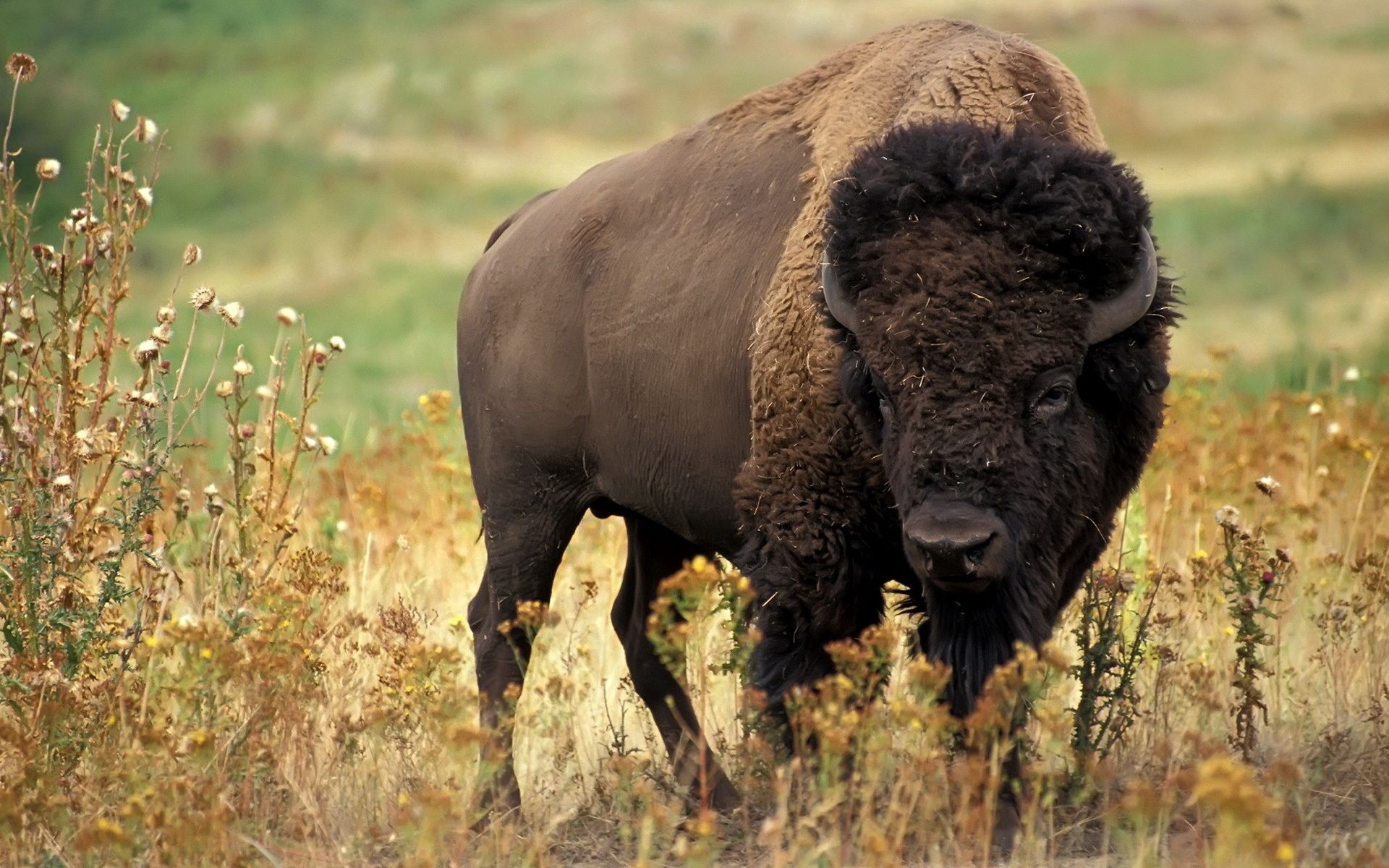 Laden Sie das Grass, Bison, Büffel, Hörner, Blumen, Tiere-Bild kostenlos auf Ihren PC-Desktop herunter