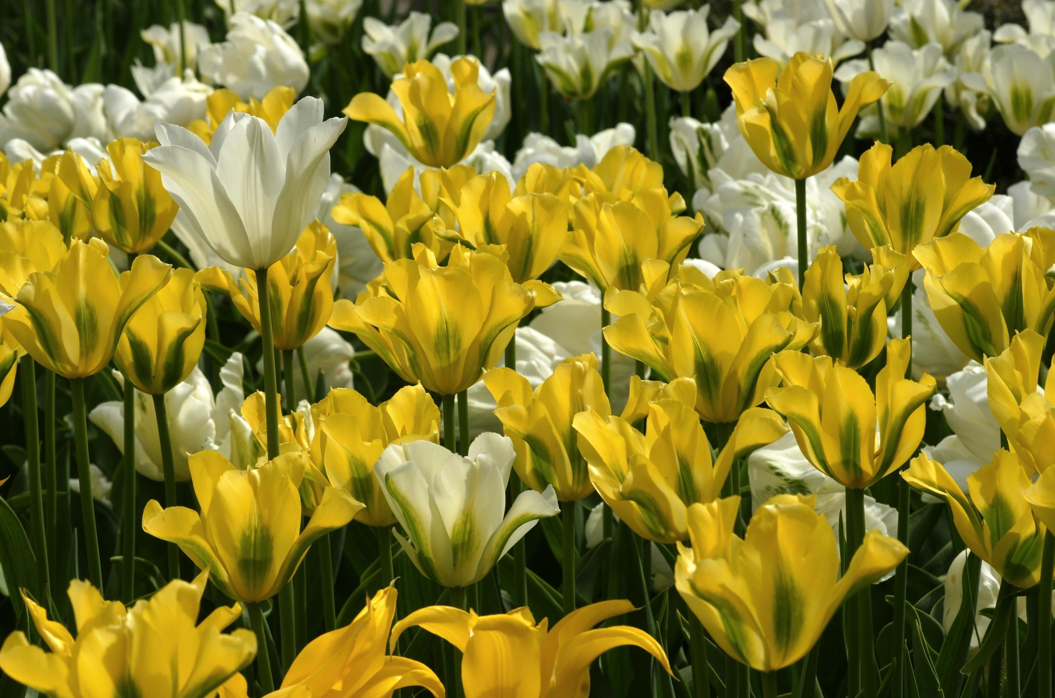 96625 télécharger le fond d'écran fleurs, tulipes, démantelé, lâche, parcelle, beaucoup - économiseurs d'écran et images gratuitement