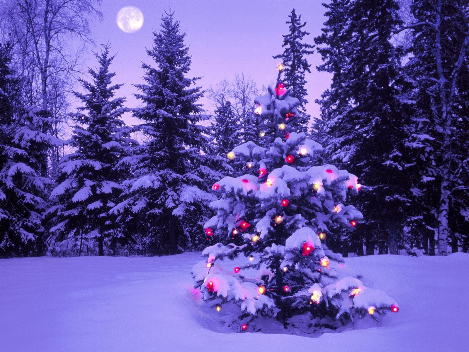 christmas, snow, new year, holidays, winter, sky, moon, lights, forest, evening, christmas tree, garland 4K