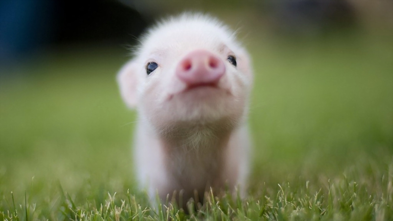 Download mobile wallpaper Animals, Pigs for free.