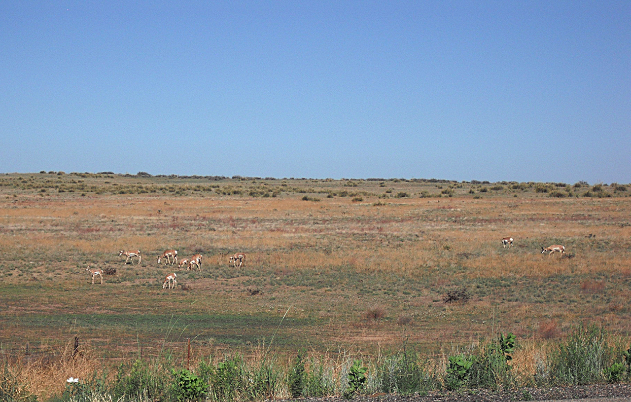 animal, other, arizona, landscape, pronghorn