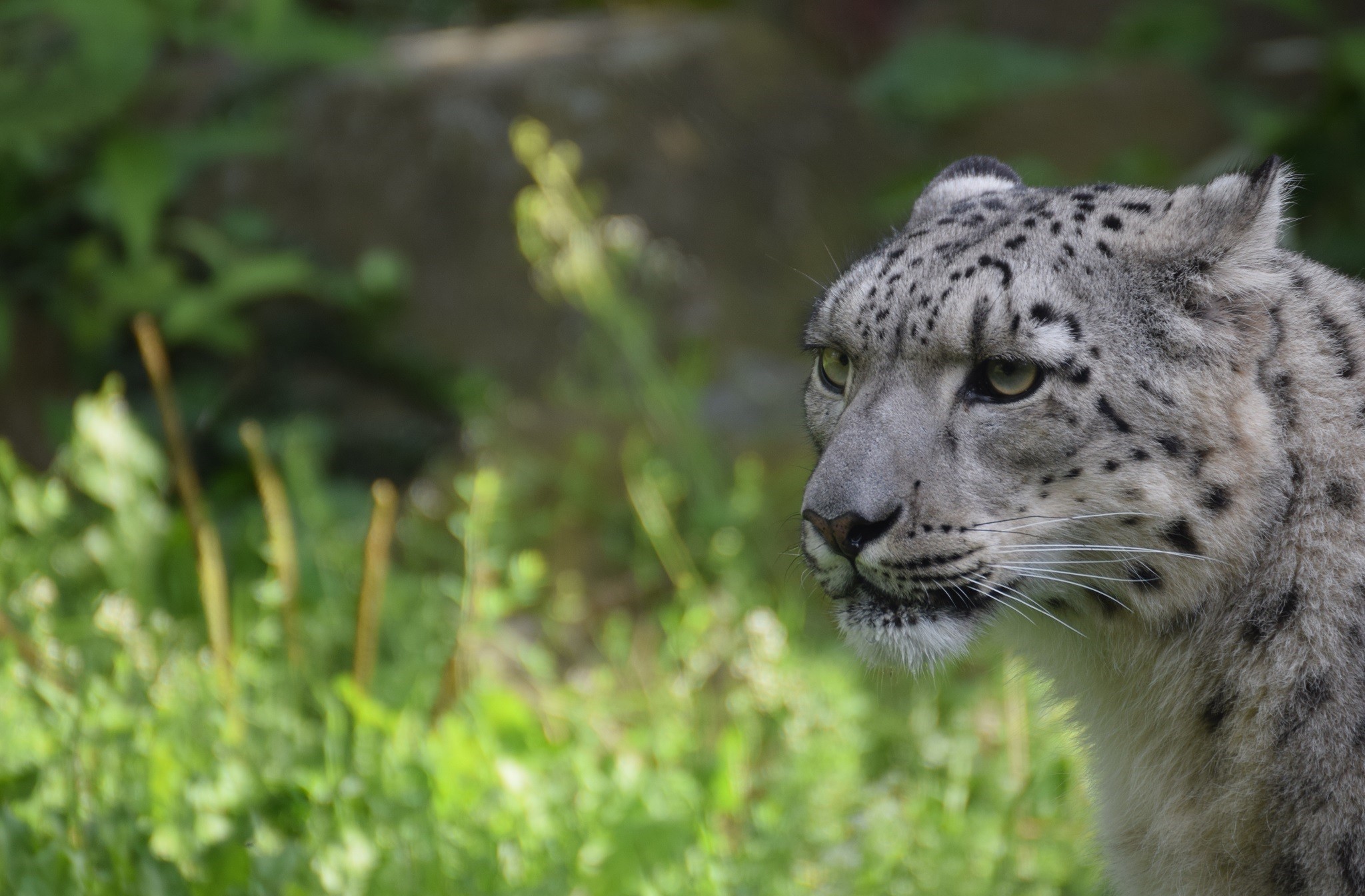 animal, snow leopard, head, cats cellphone