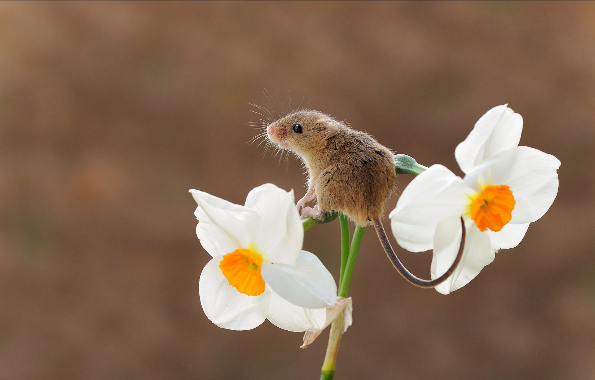 Мышь полевка в цветке