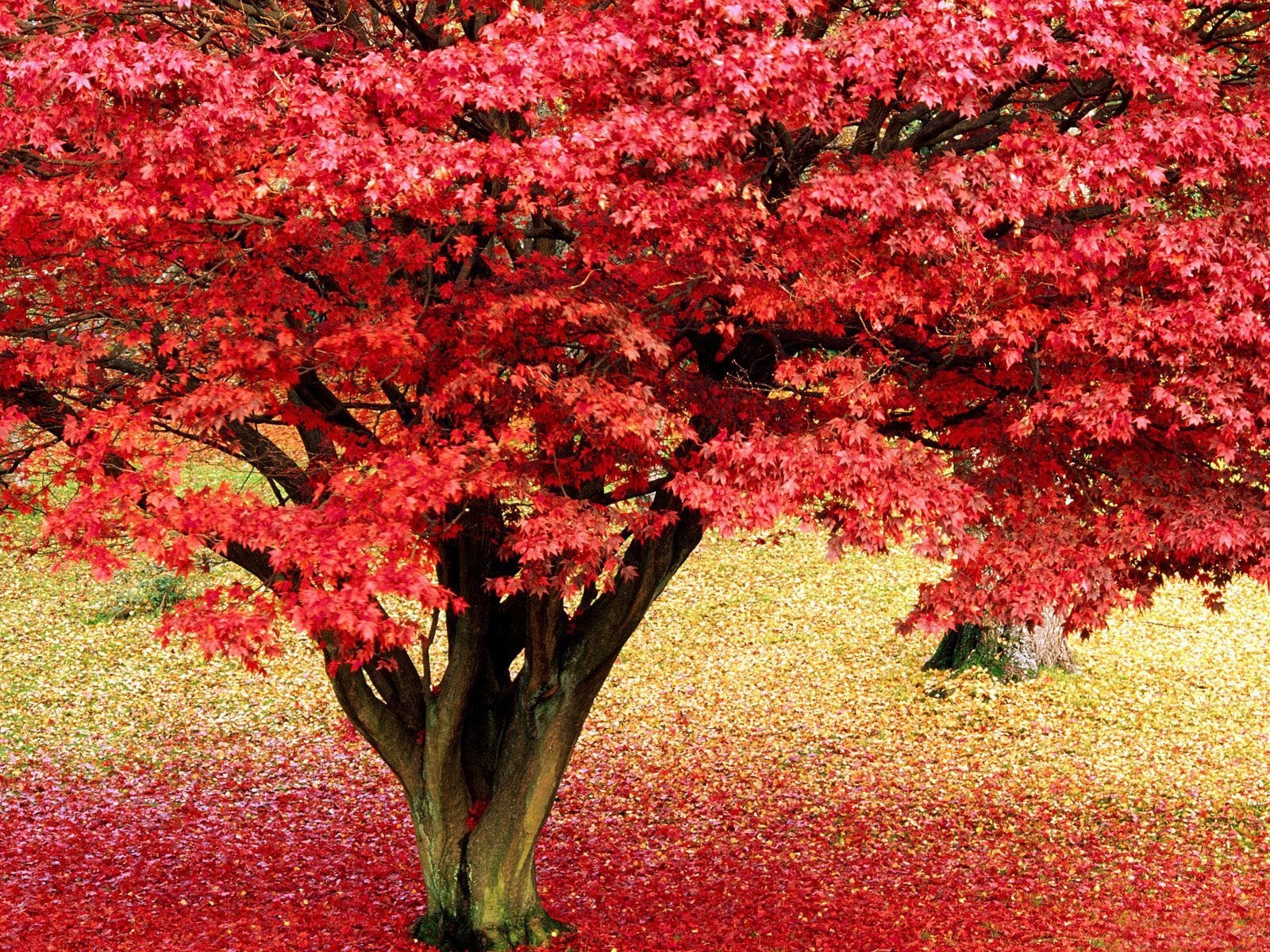 Скачать картинку Деревья, Листья, Пейзаж, Осень в телефон бесплатно.
